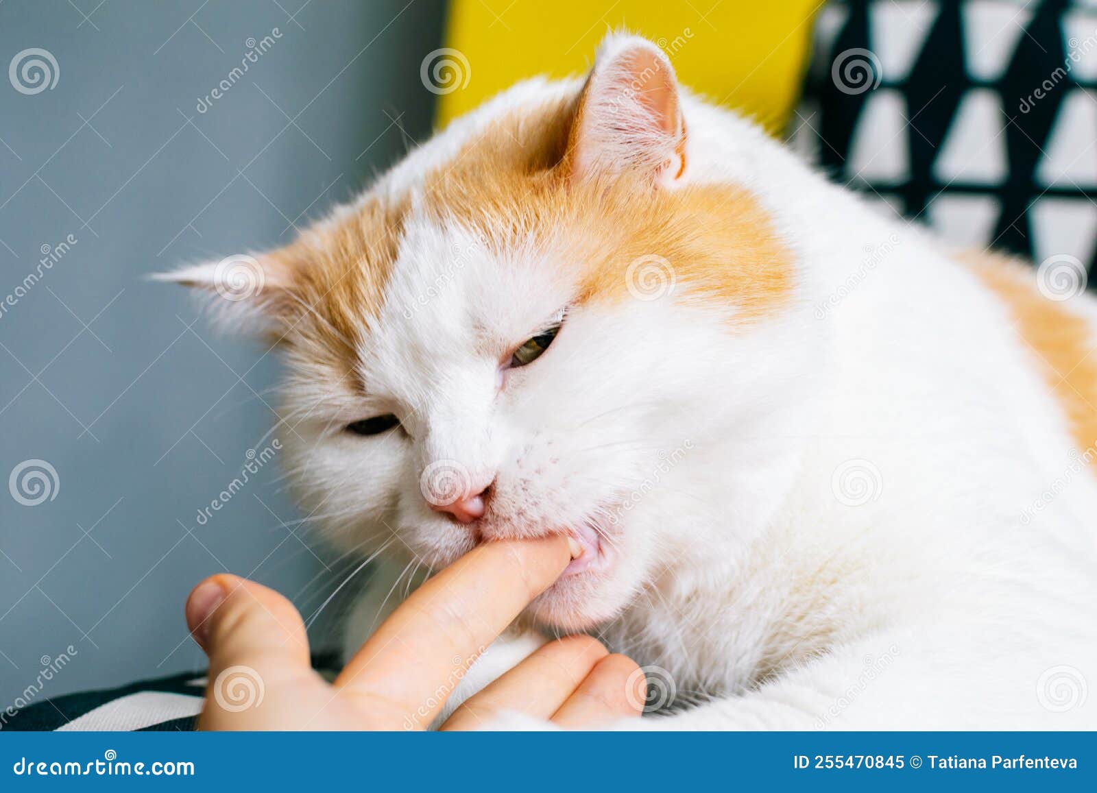 Aggressive Cat Bites Hand of His Owner. Stock Image Image of hand