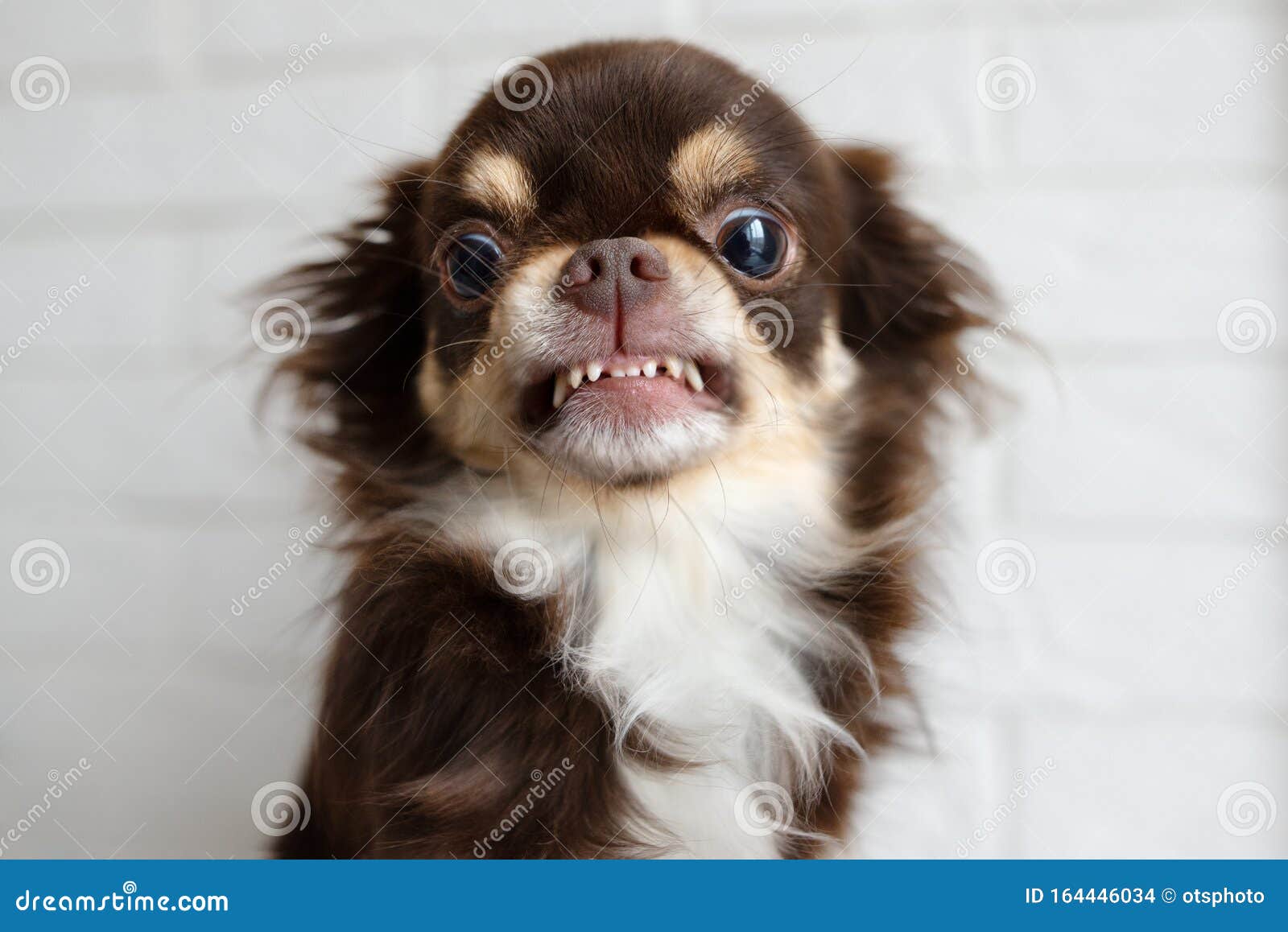 Aggressive Chihuahua Dog Snarling And Looking Angry Stock Photo Image Of Furious Brown 164446034