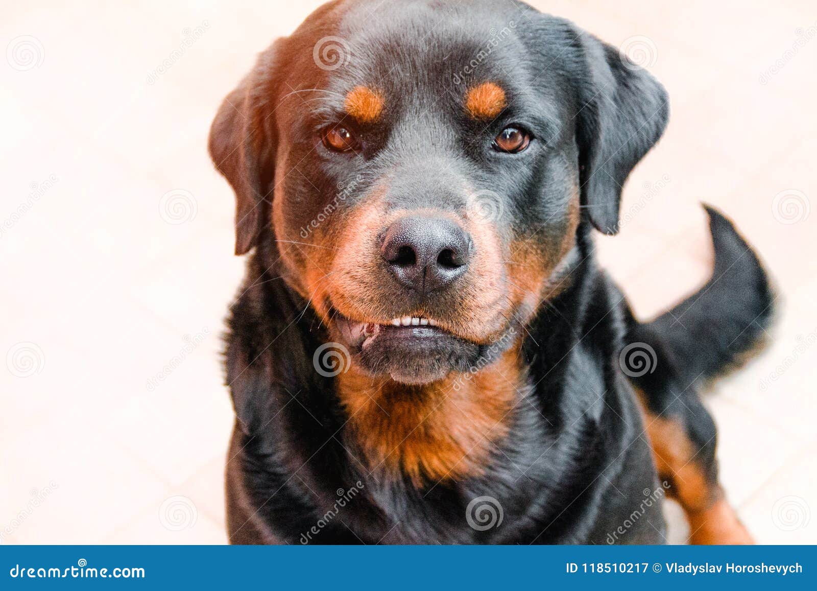 aggressive dog, labrador sunlit, rabies in animals