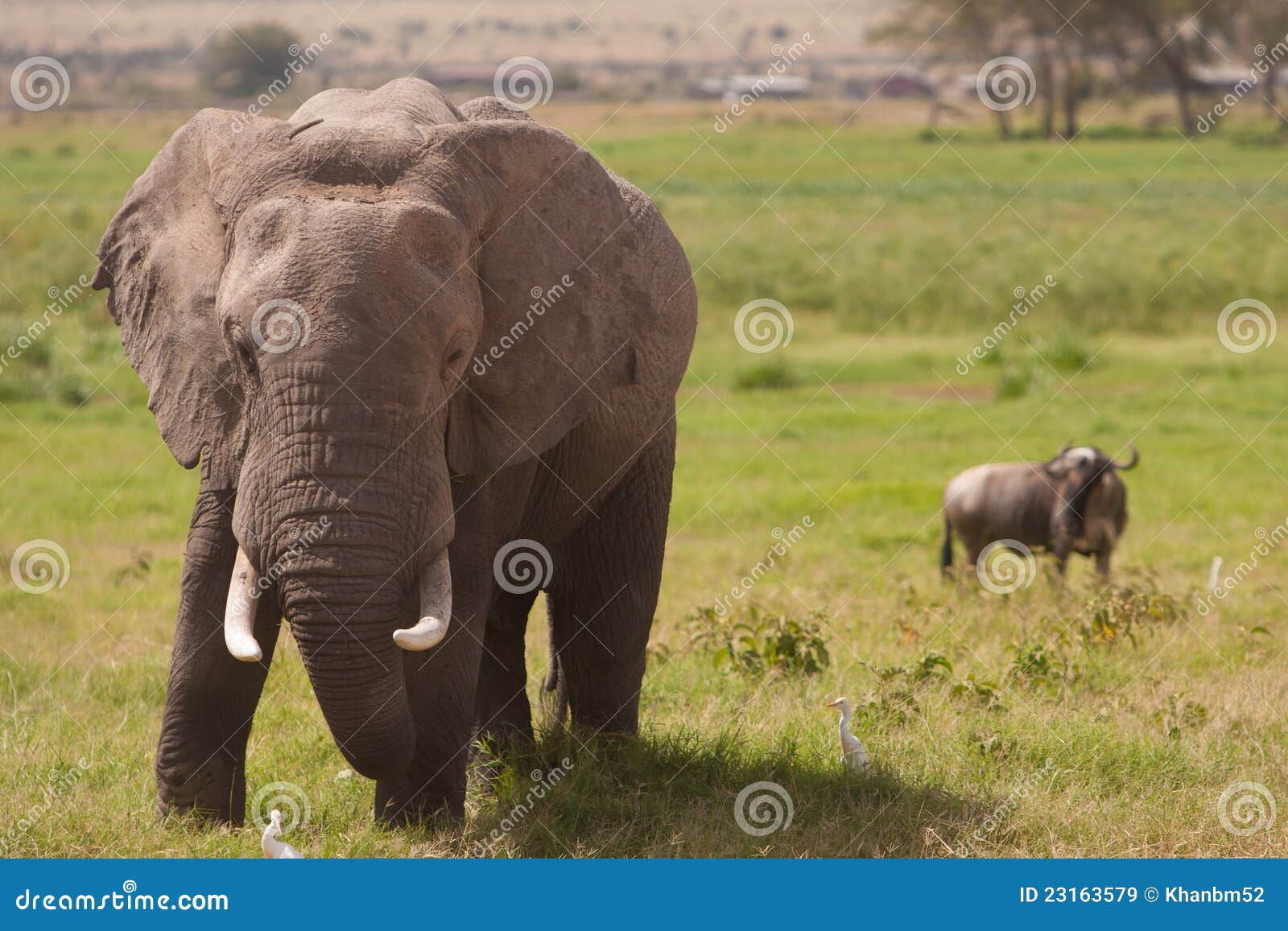 Aggressive Elephant. An aggressive bull elephant ready to charge