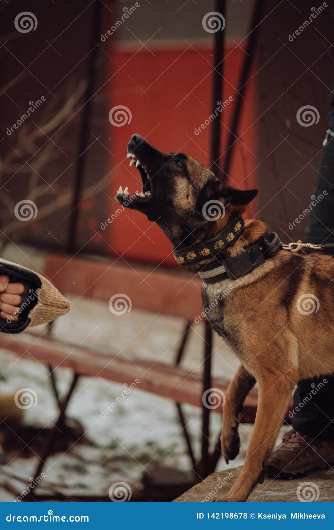 Aggressive German Shepherd Guards Barking. Art Photo Stock Photo