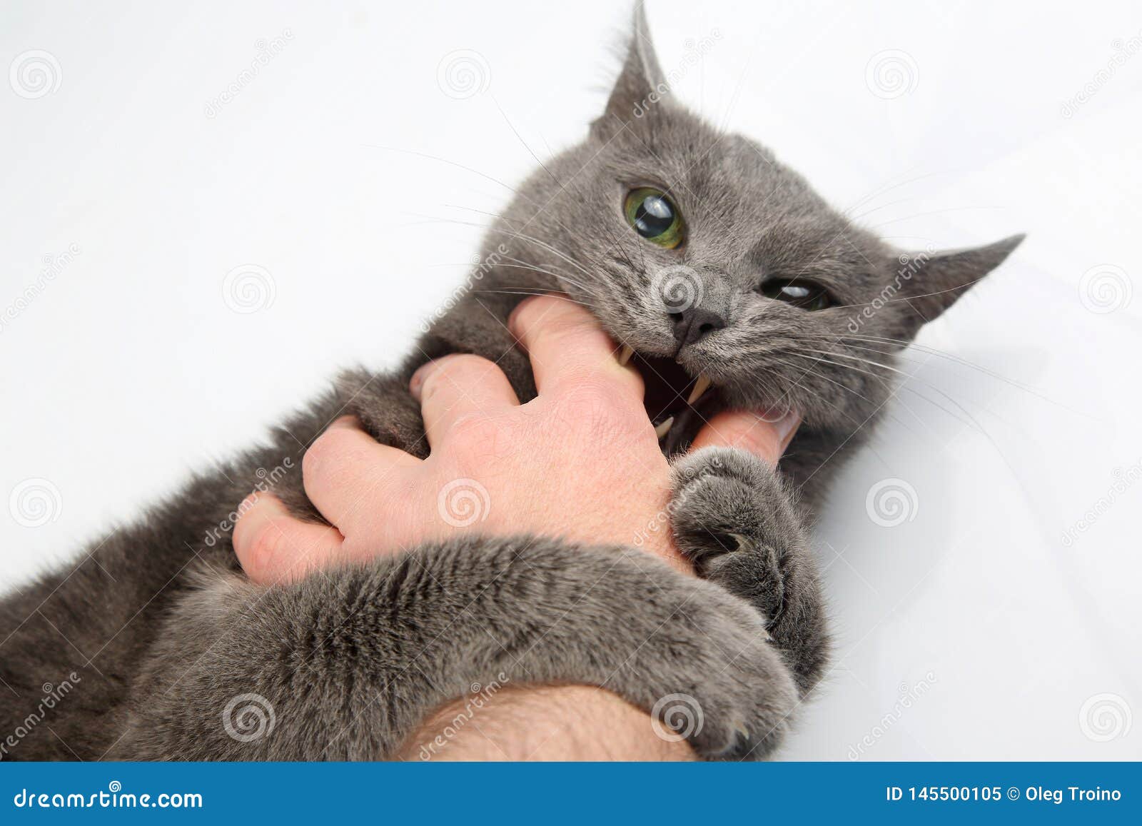 Aggressive Grey Cat Bites Man`s Hand Stock Image Image of feline, breed 145500105