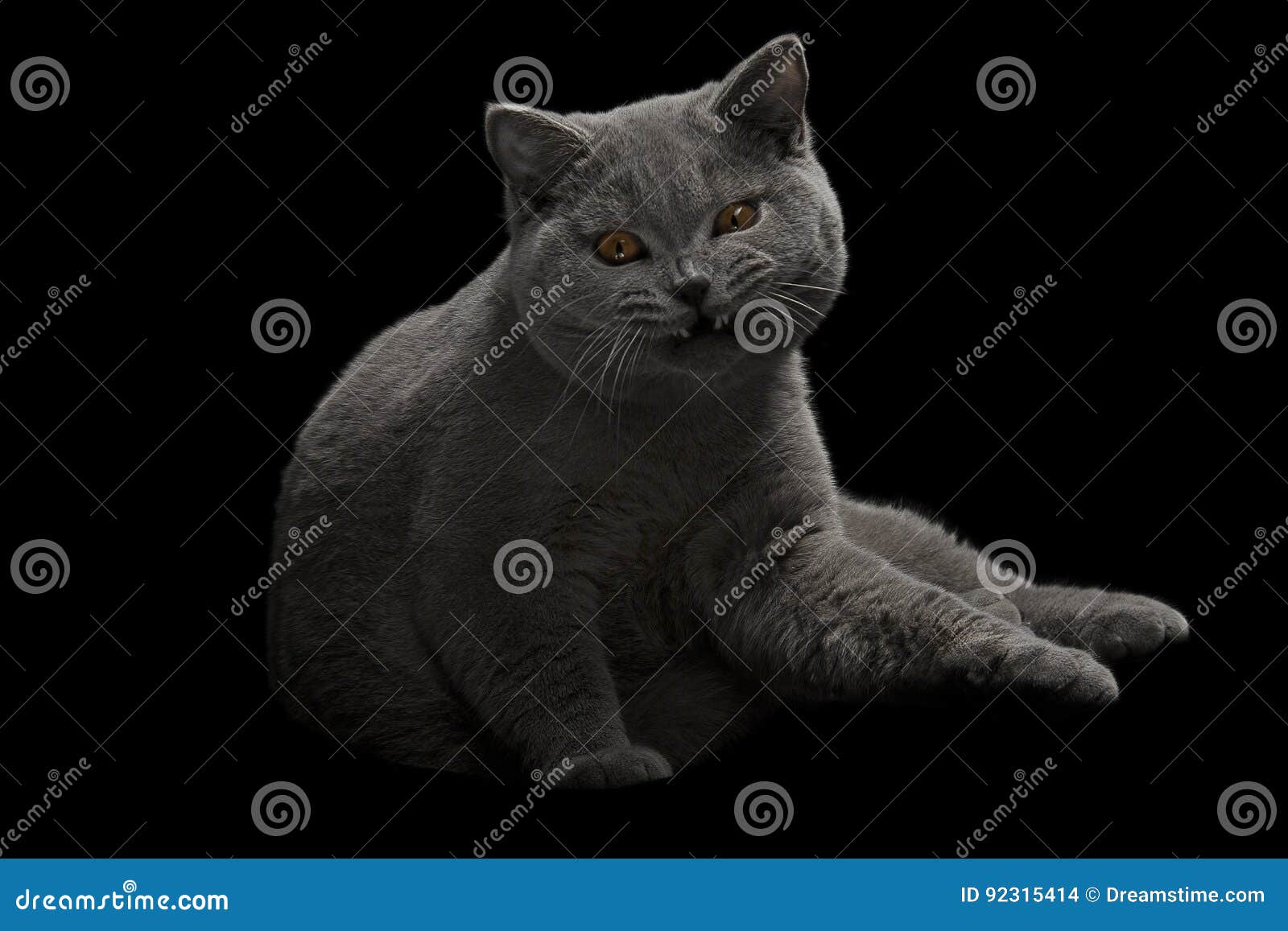 Aggressive Grey Cat in Dark Room Stock Photo Image of fangs, aggressive 92315414