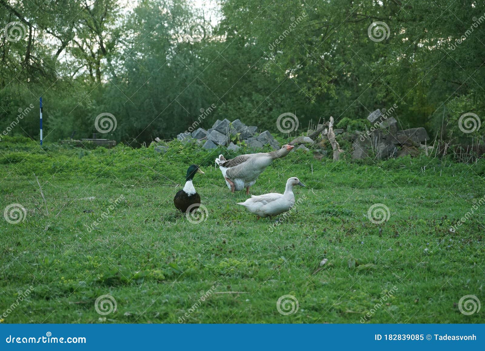 Aggressive Greylag Goose with Ducks Standing in Front of it Stock Image