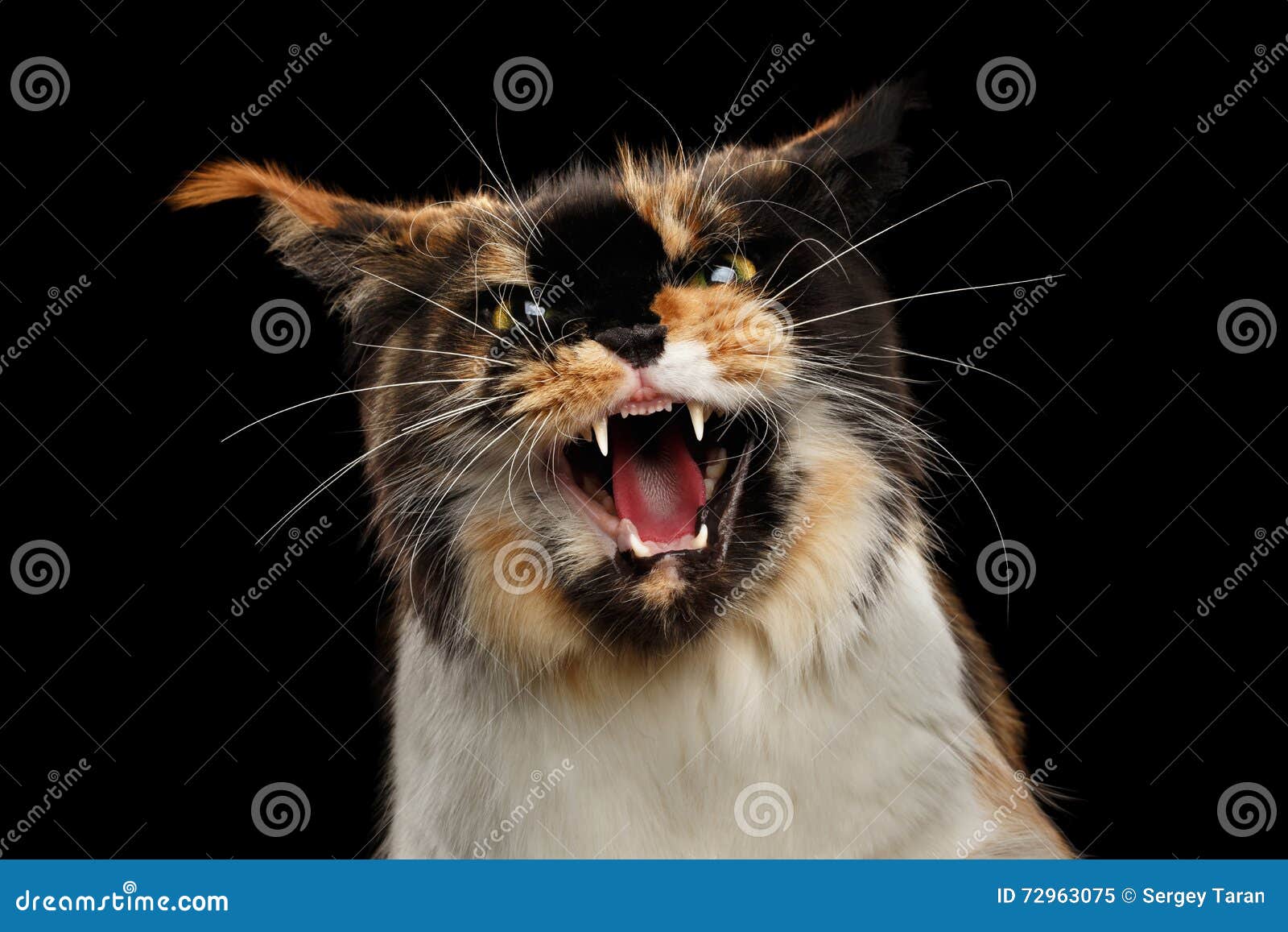 Aggressive Hiss Maine Coon Cat, Looking in Camera Isolated Black Stock Image Image of furry