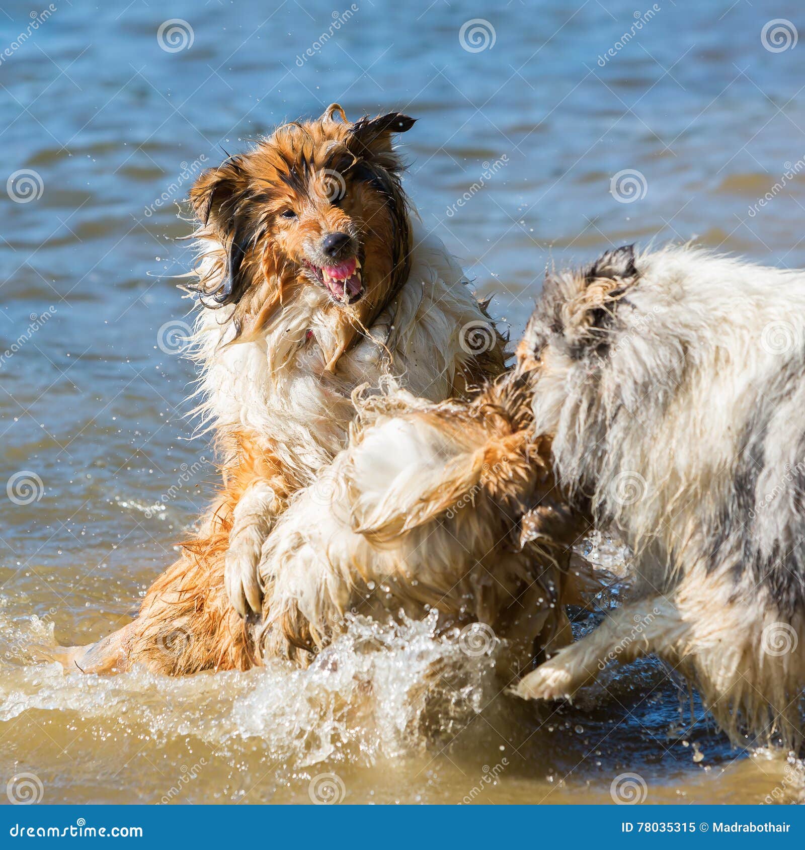 Aggressive Hunde, Die Im Wasser Kämpfen Stockbild Bild von