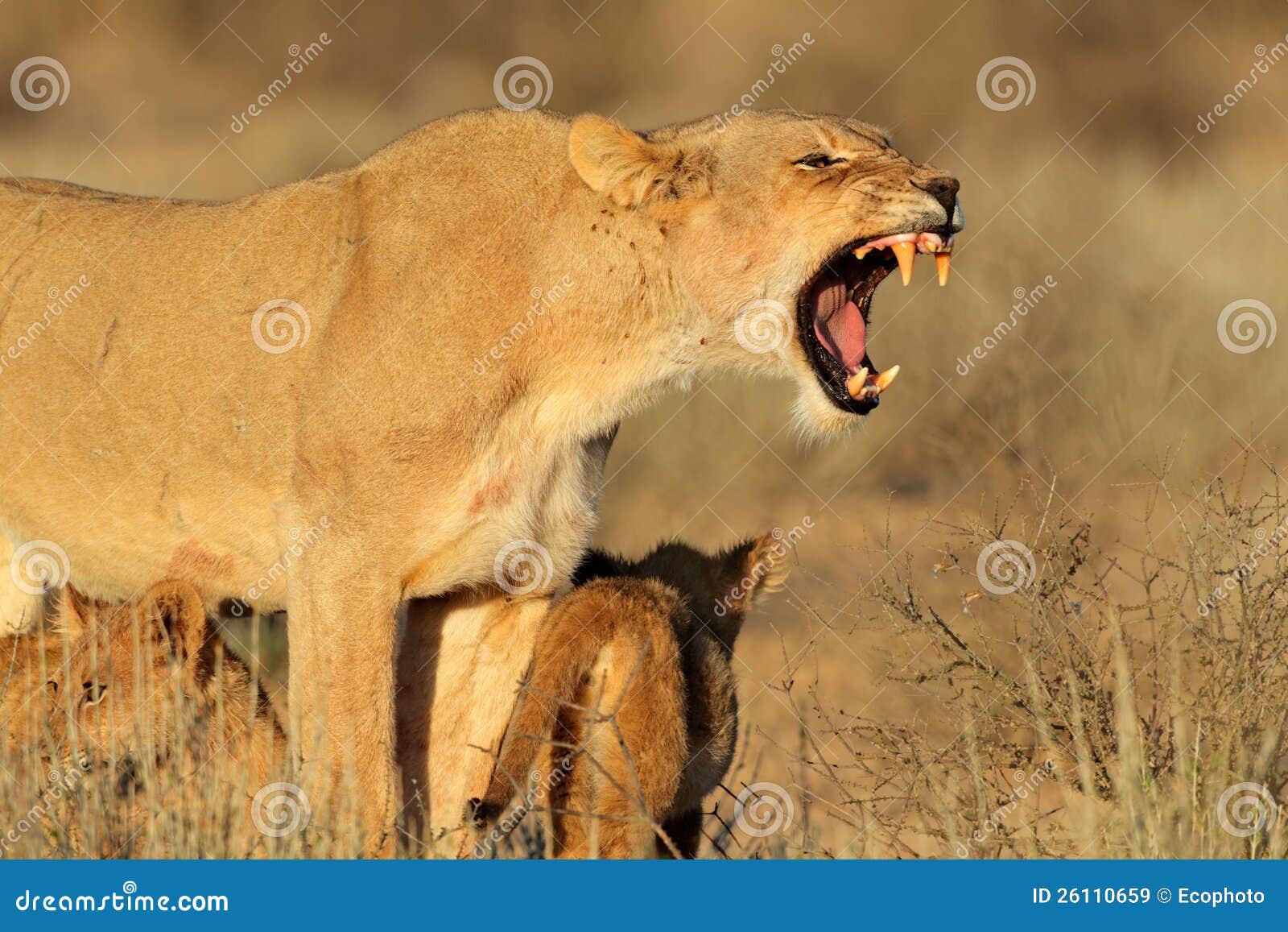 aggressive lioness with cubs