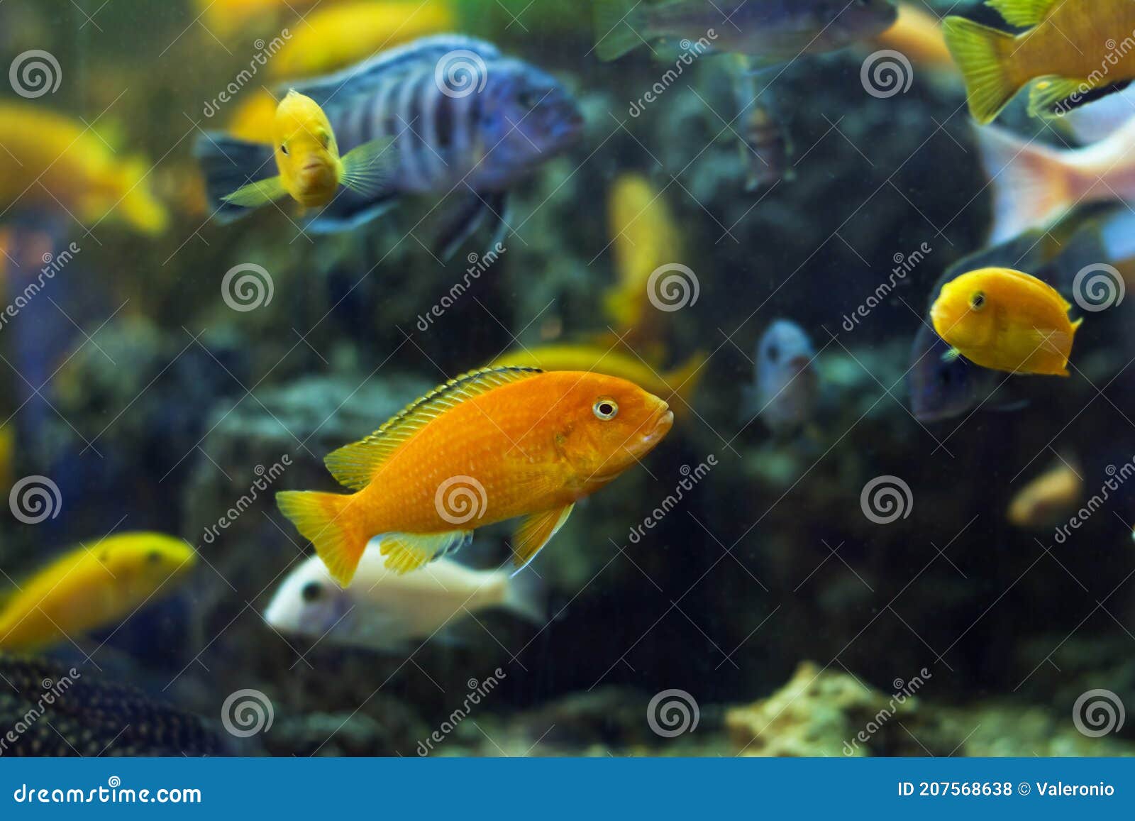 Aggressive Mbuna Cichlids from African Rift Lake Malawi, Different Age and Color in Community Aqua Stock Photo - Image of bright: 207568638