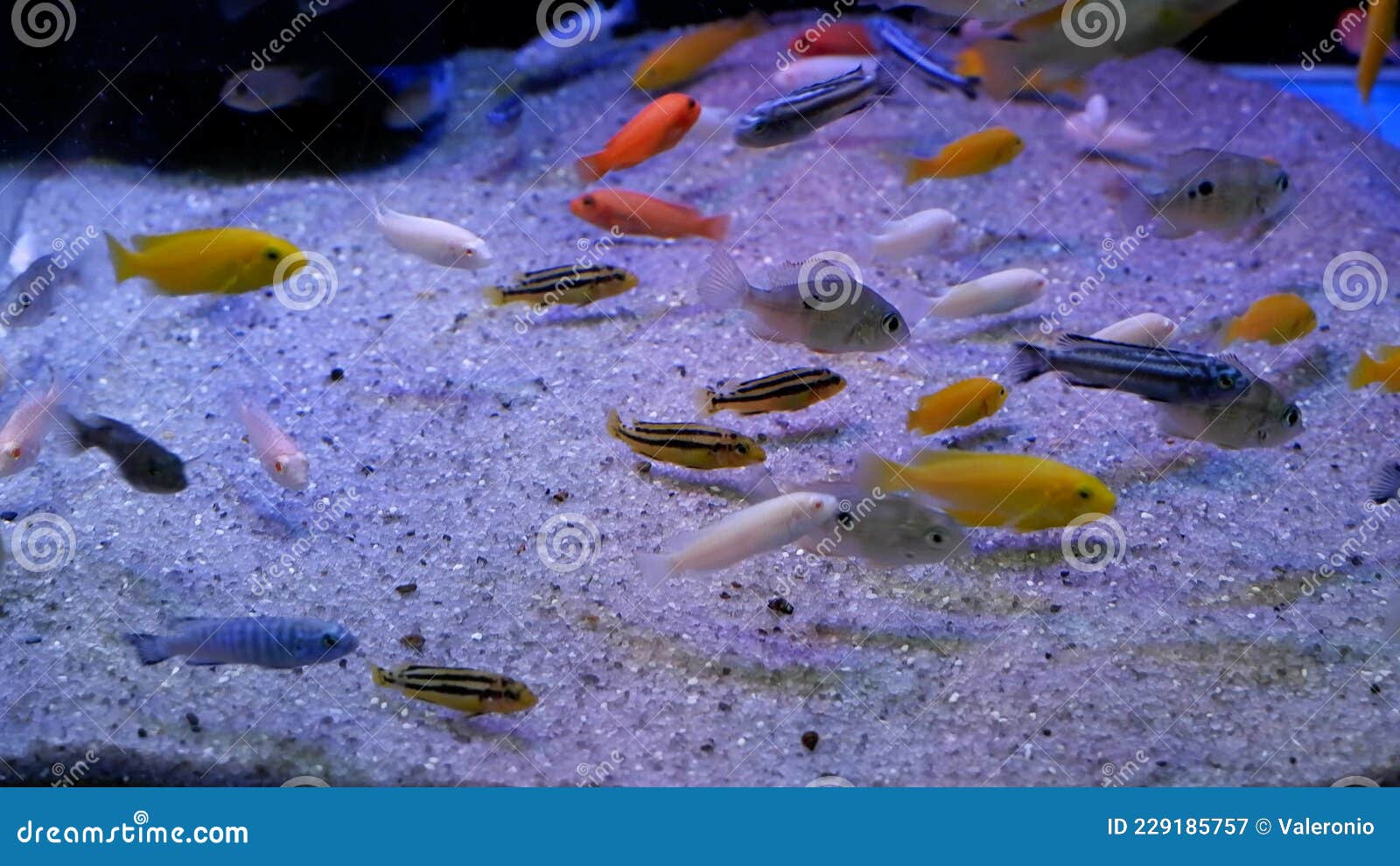 Aggressive Mbuna Cichlids from African Rift Lake Malawi, Different Color Mix in Community Aquarium, of Nature Stock Video Video of male, fish: 229185757