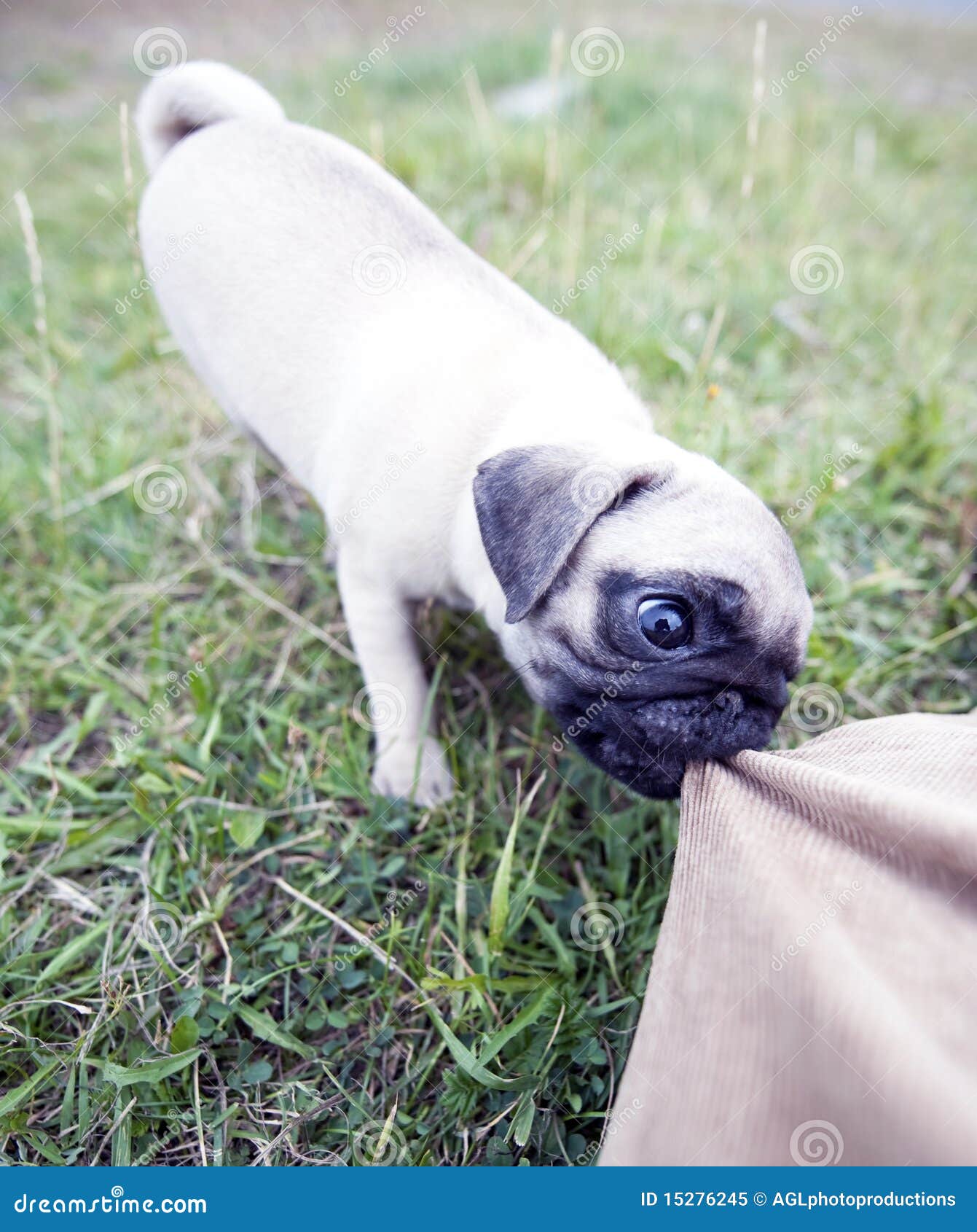 Are Pugs Aggressive