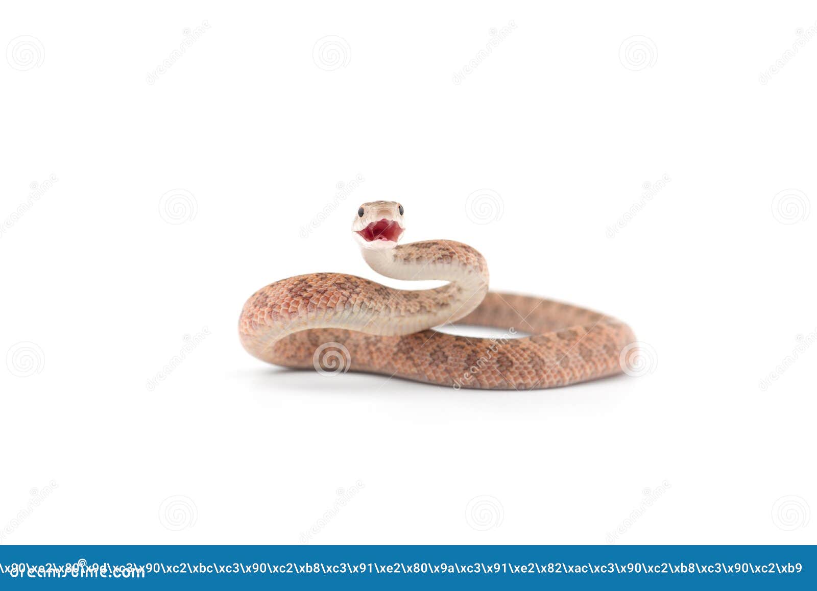 Aggressive Rat Snake Attack Pose Isolated on White Background Stock