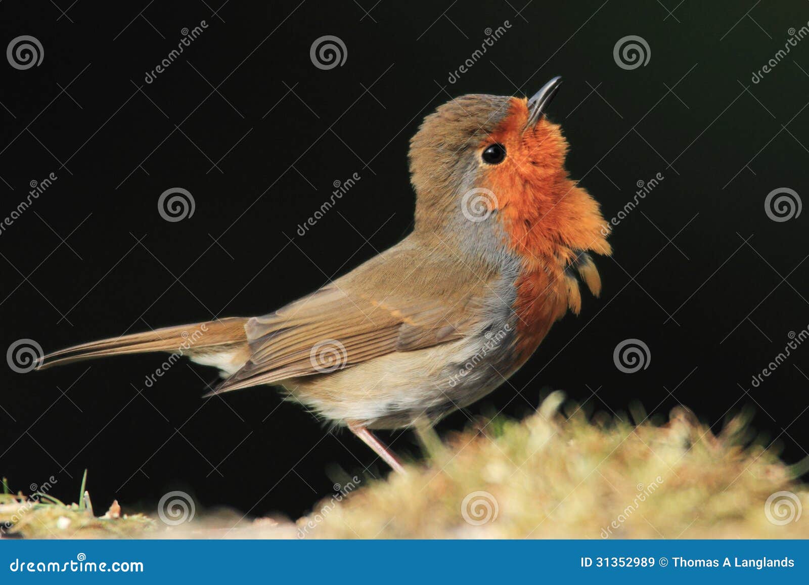 Aggressive Robin stock image. Image of rubecula, garden 31352989