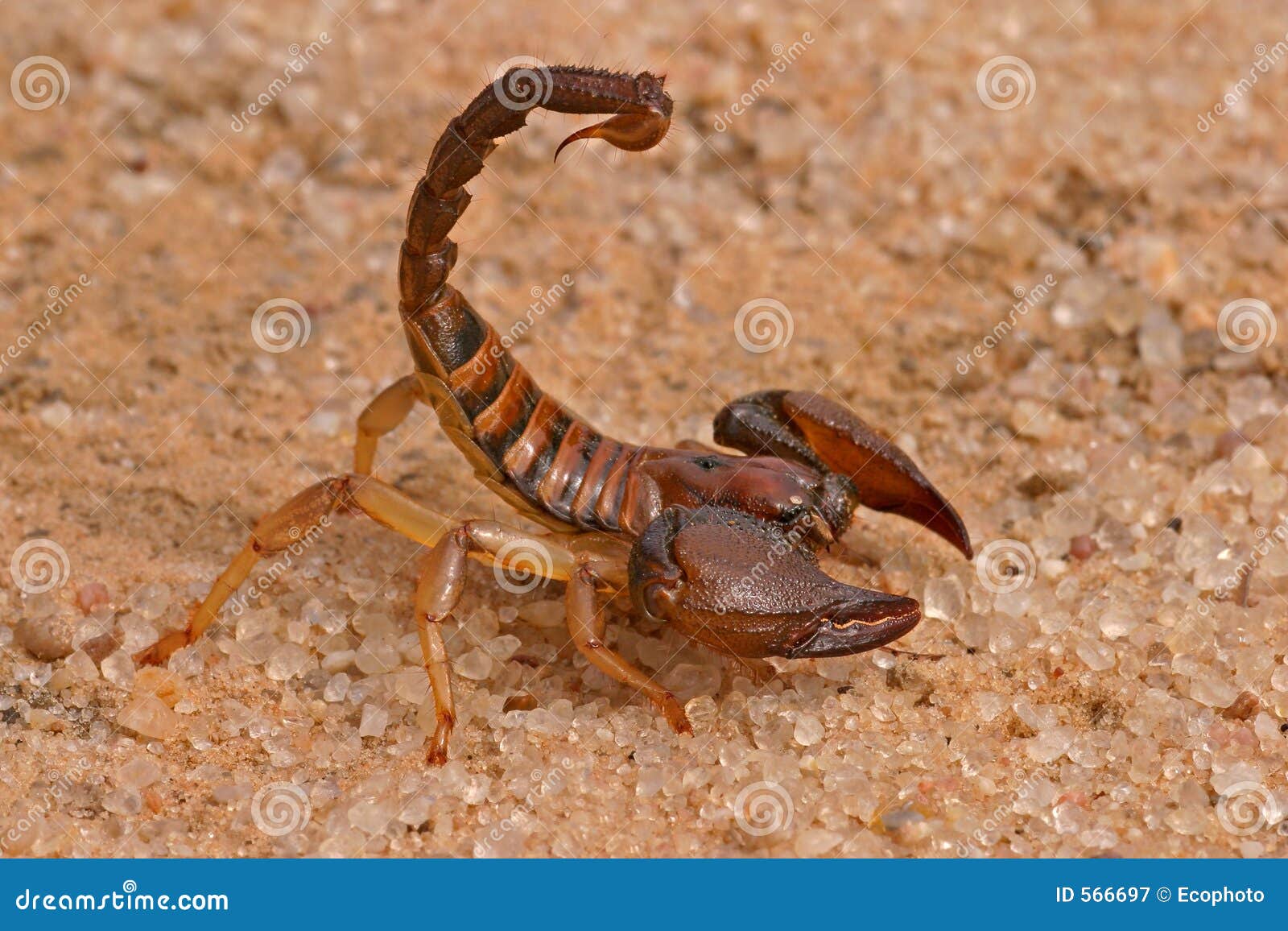 aggressive scorpion
