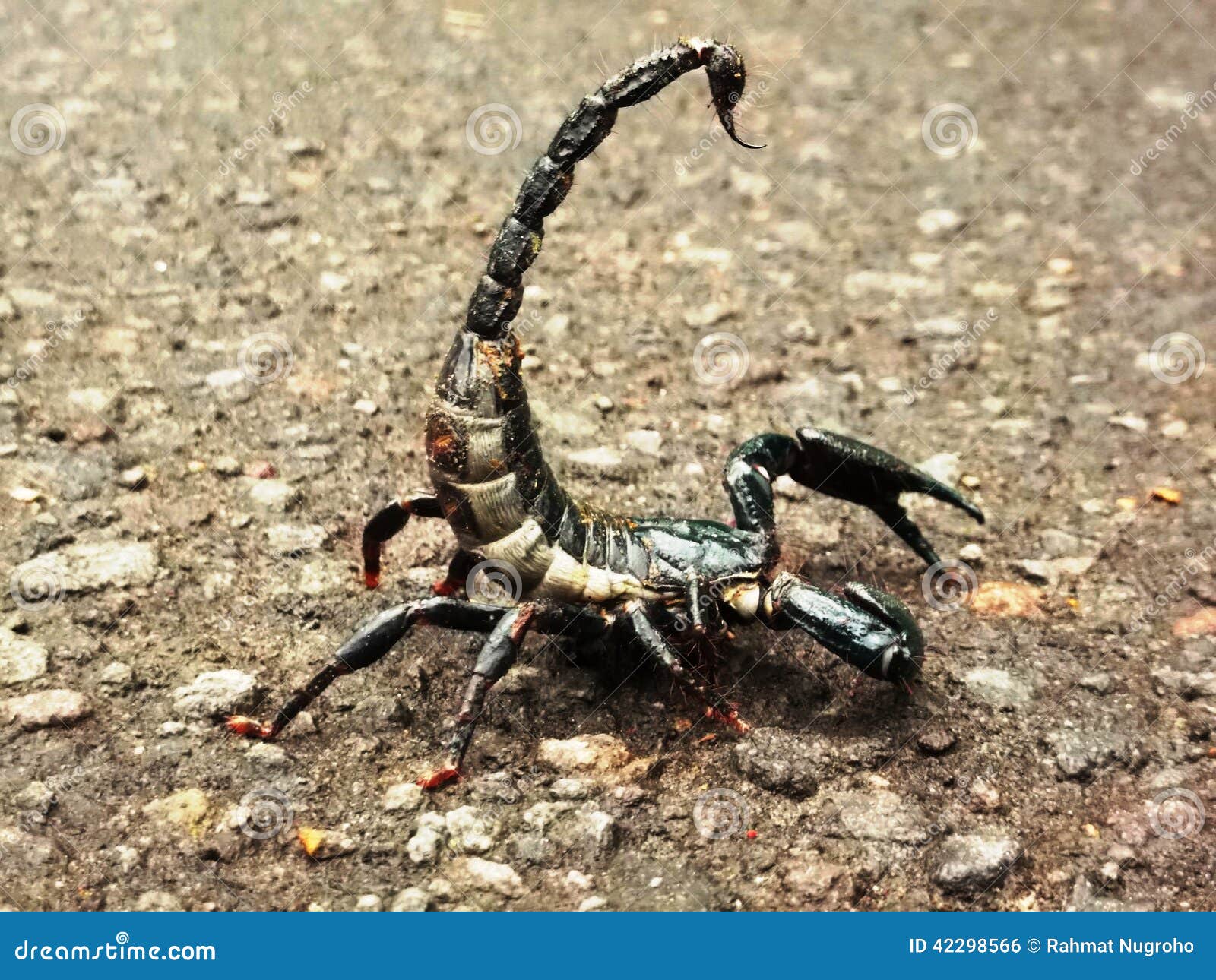 Aggressive scorpion stock photo. Image of hairy, nature 42298566