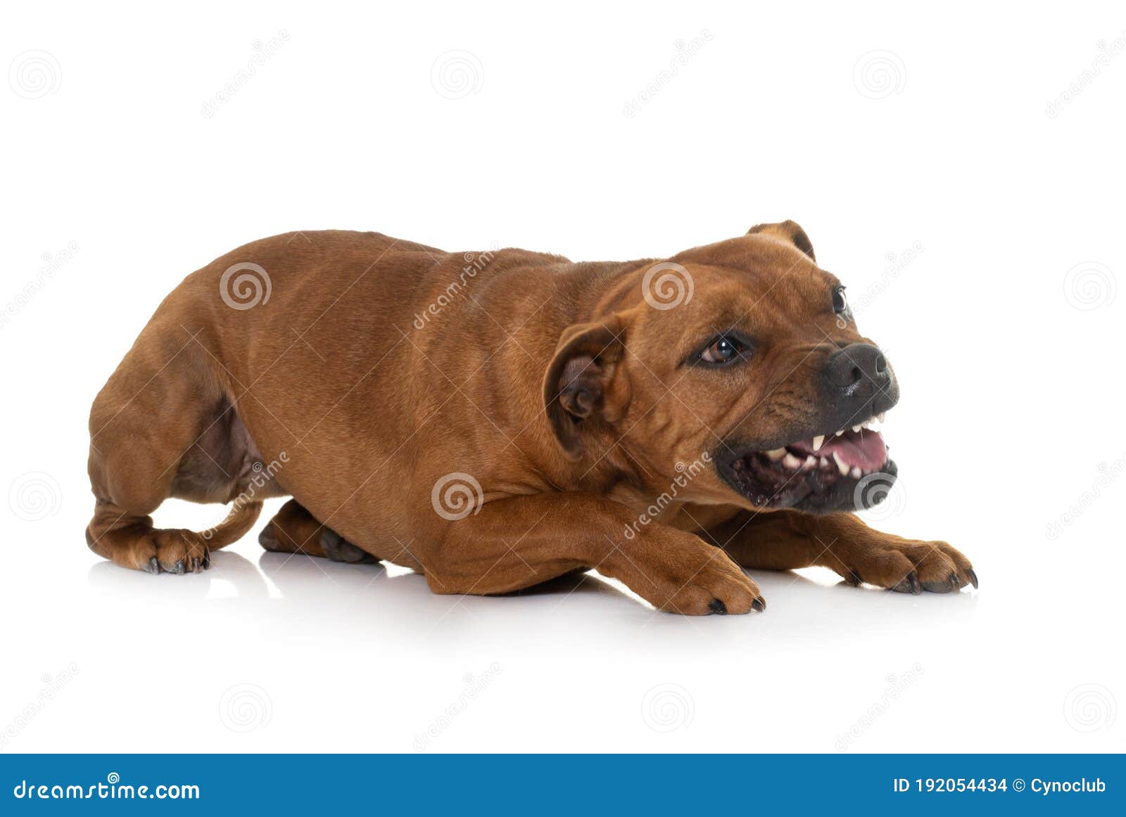 aggressive stafforshire bull terrier