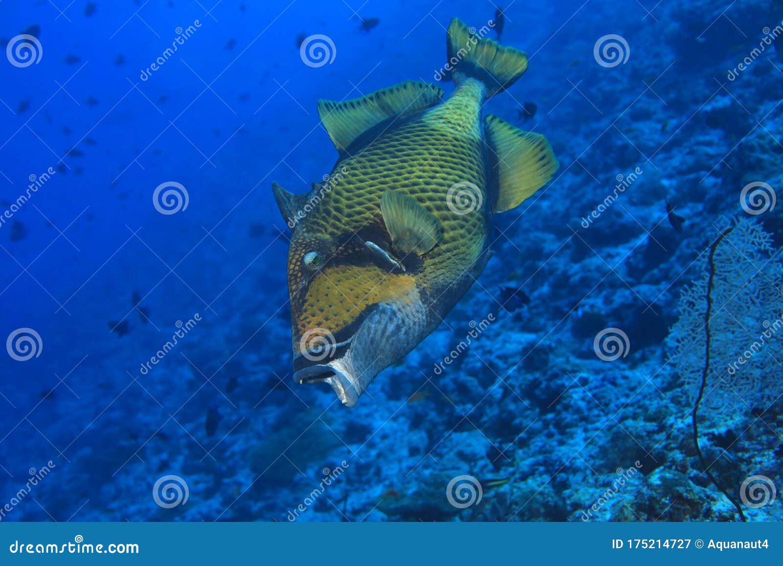 Aggressive Titan Triggerfish Stock Image - Image of marine, seychelles ...