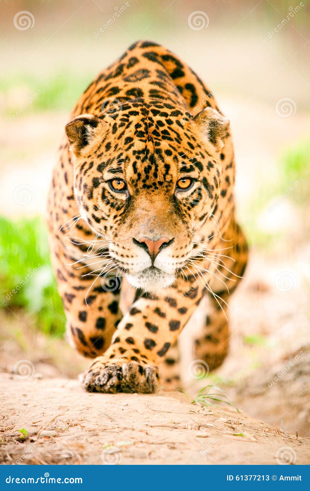 jaguar in motion