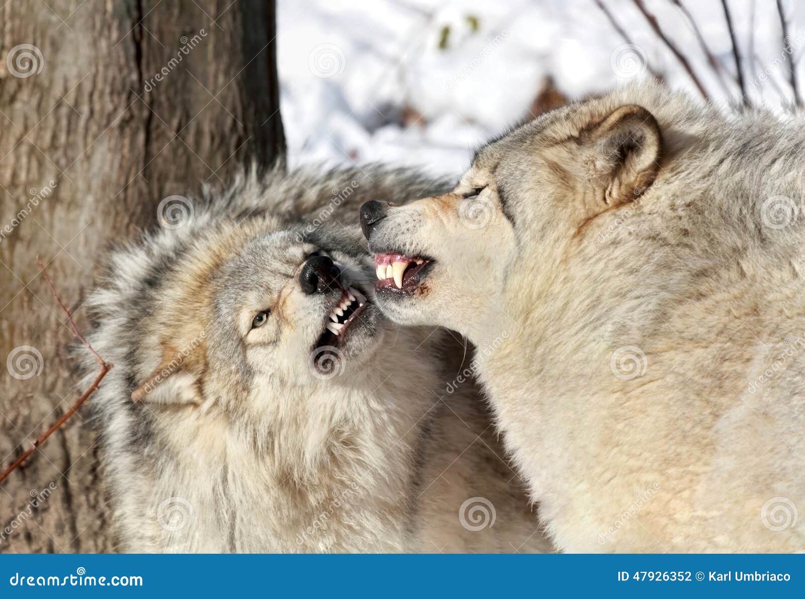 Aggressive wolves stock photo. Image of wolves, fight 47926352