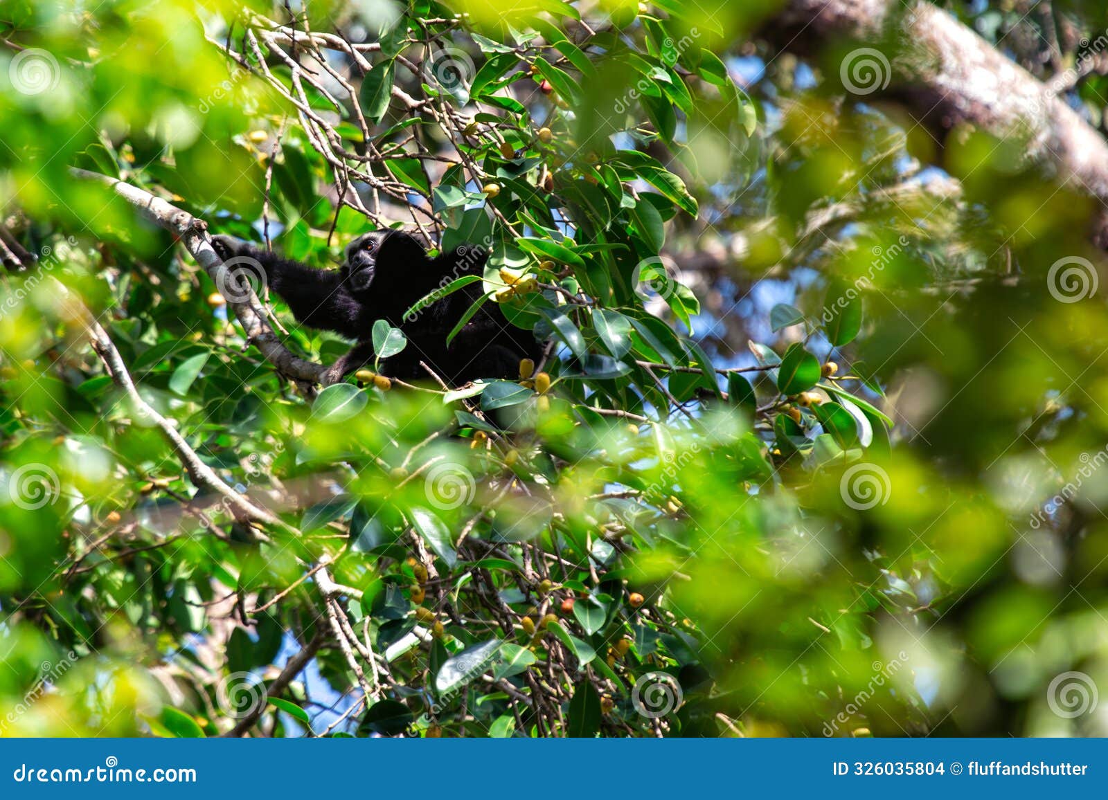 agile gibbon (hylobates agilis) - commonly found in sumatra, malaysia, and southern thailand