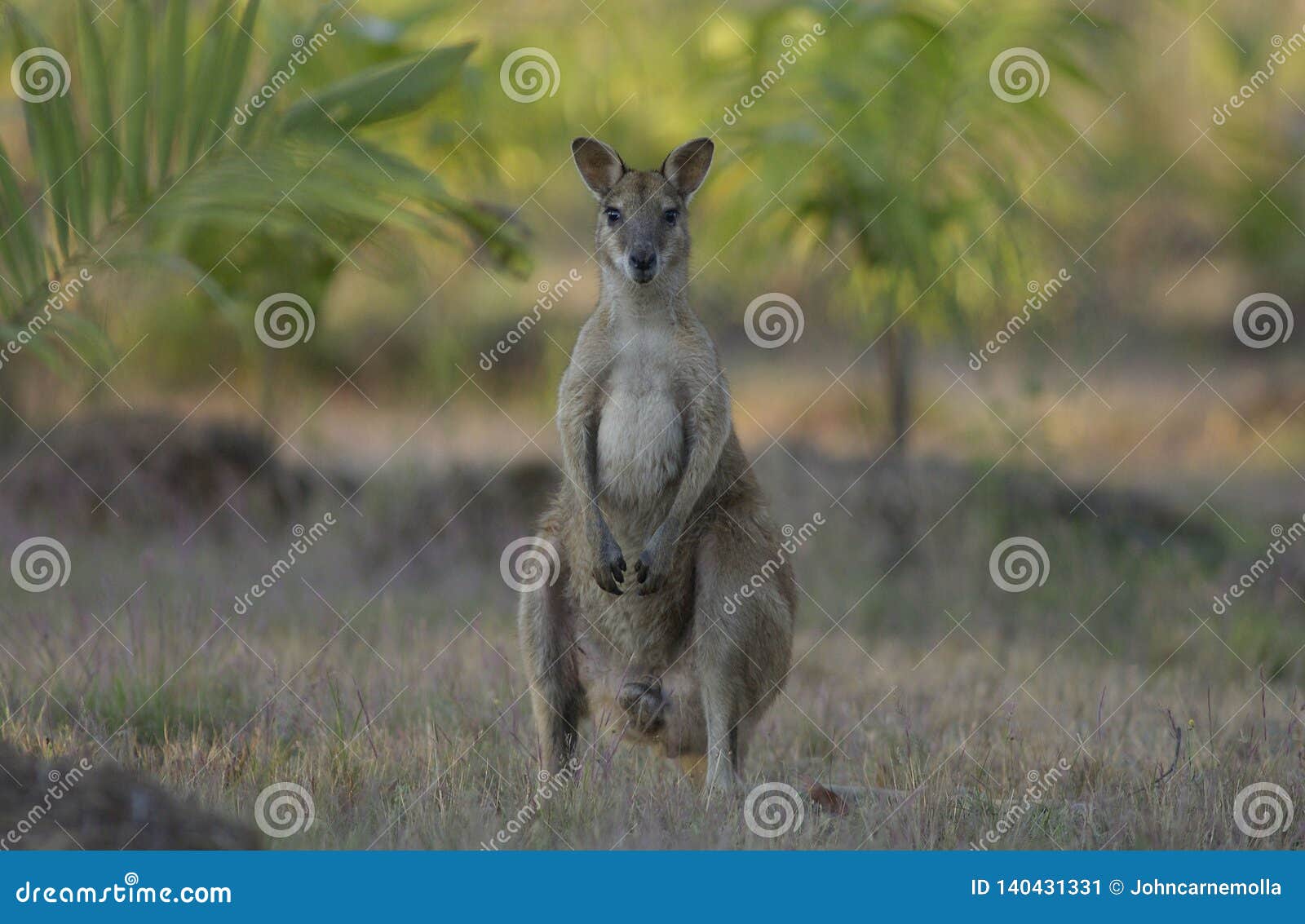 agile wallaby in the northern territory