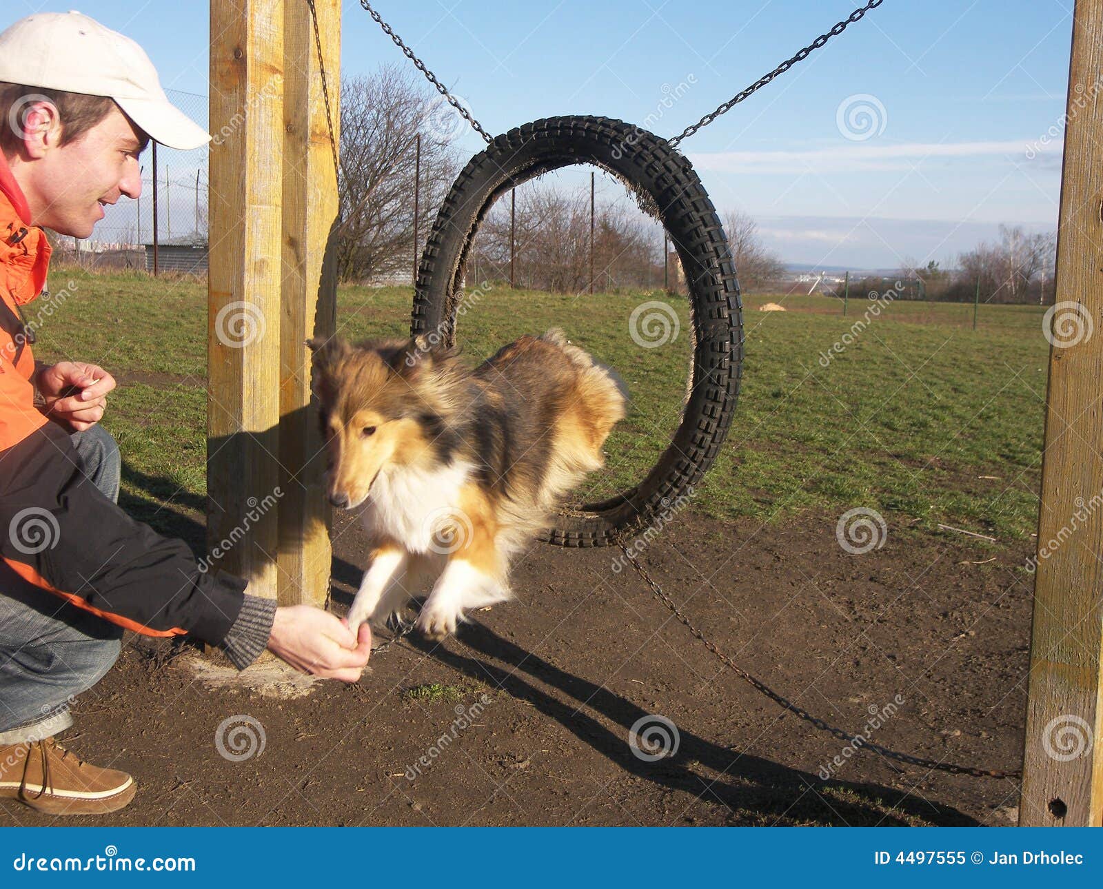 Agility dog sheltie stock image. Image of fast, hair, brown 4497555