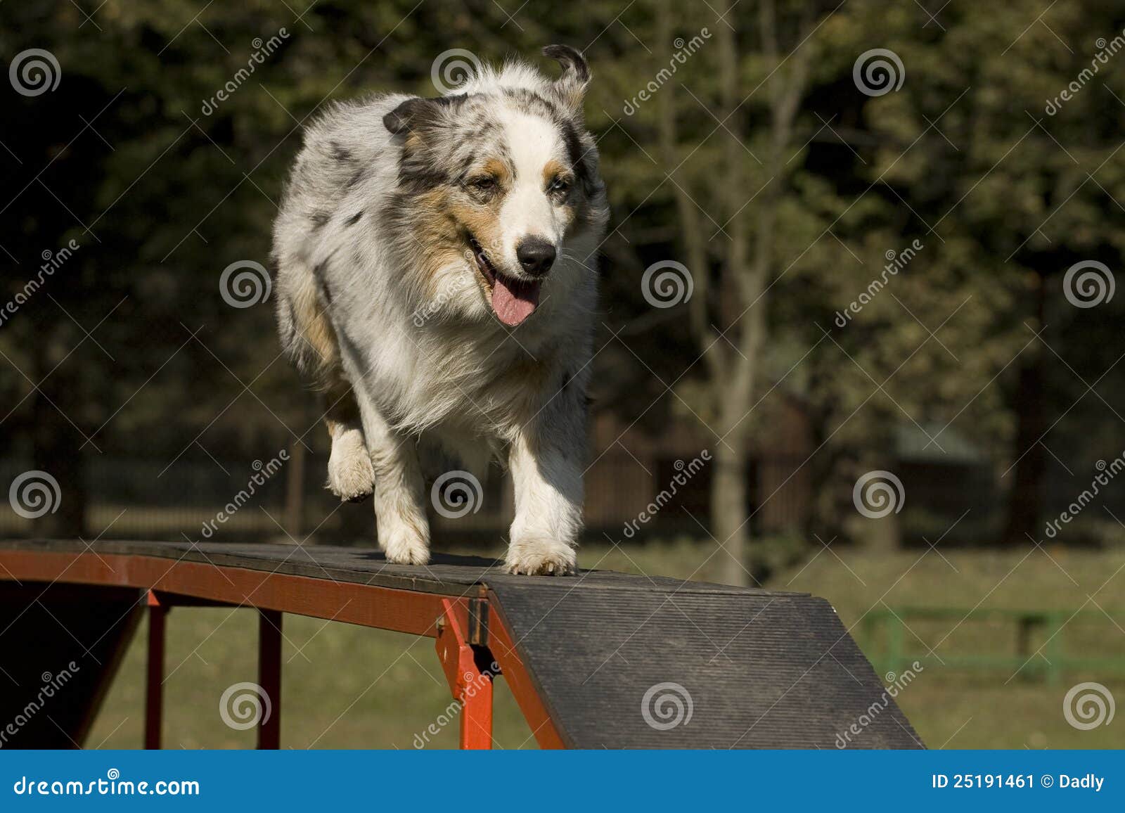 Agility Dog Skill Competition. Stock Image Image of australian