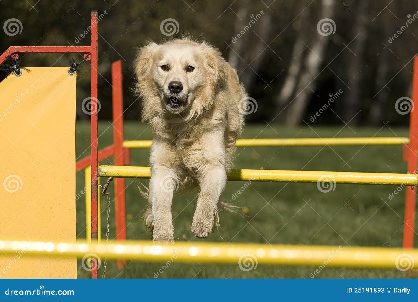 Agility Dog Skill Competition. Stock Image Image of outdoors