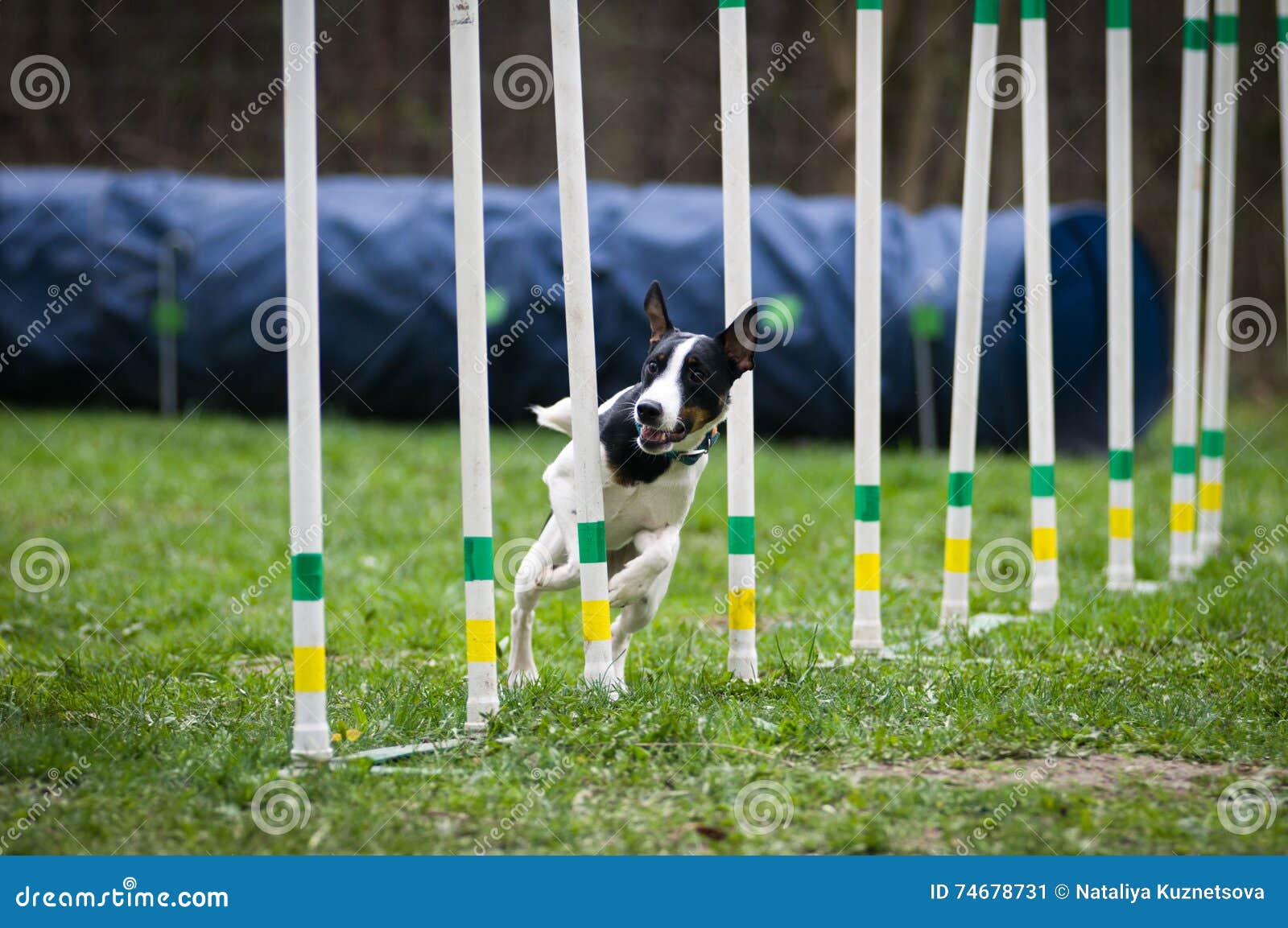 Agility With Fox Terrier Stock Image Image Of Bicolor 74678731