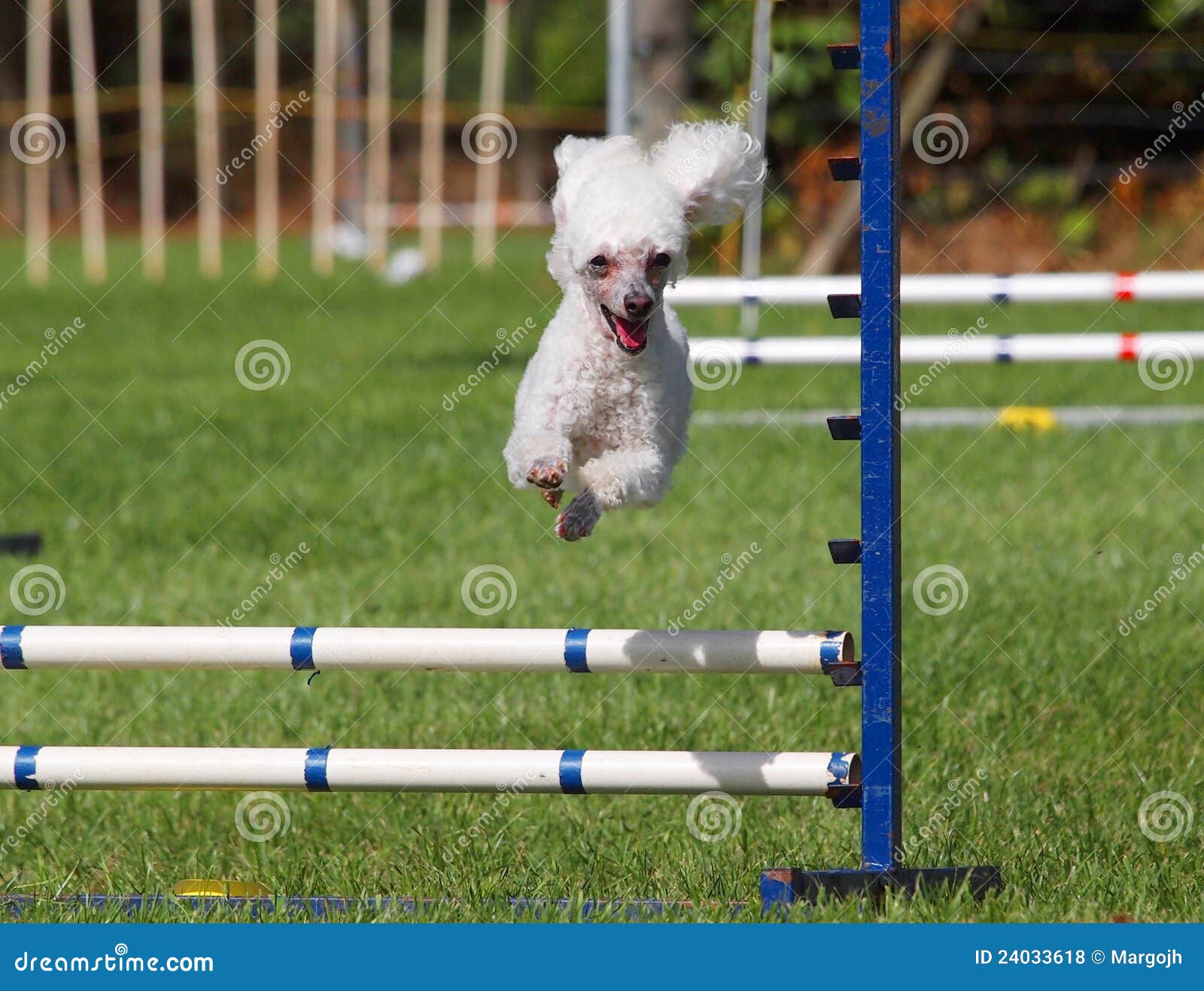 Agility Poodle stock photo. Image of tricks, grooming 24033618