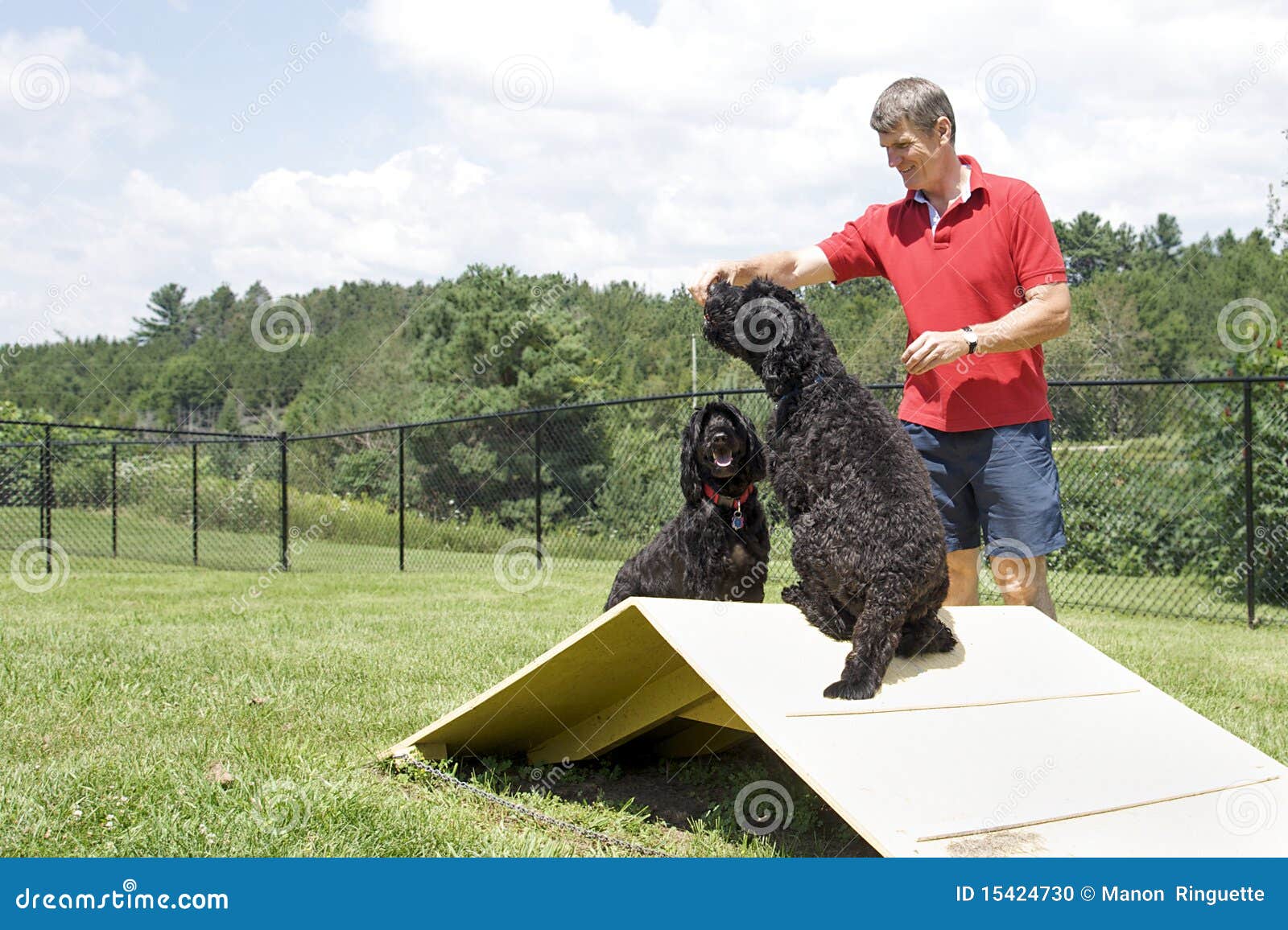 Agility Training Portuguese Water Dogs Stock Photo Image of black