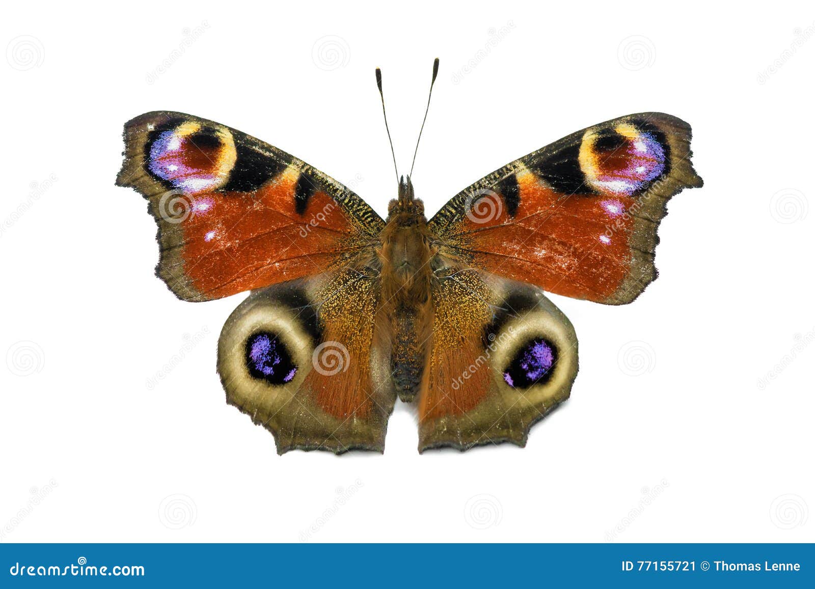 Aglais Io Butterfly Isolated Stock Image - Image of europe, brown: 77155721