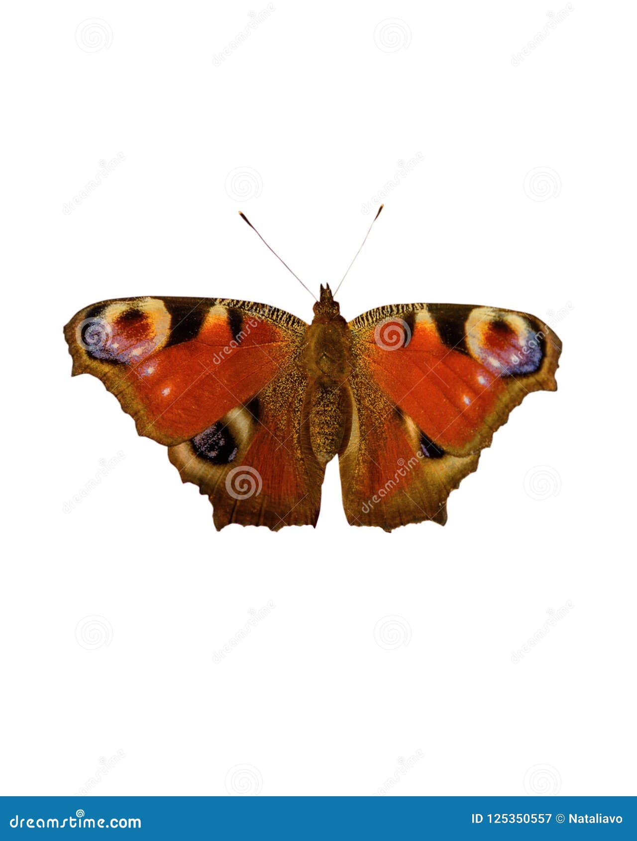 Aglais Io, Dorsal Side, Peacock Butterfly. Isolated Stock Image - Image ...