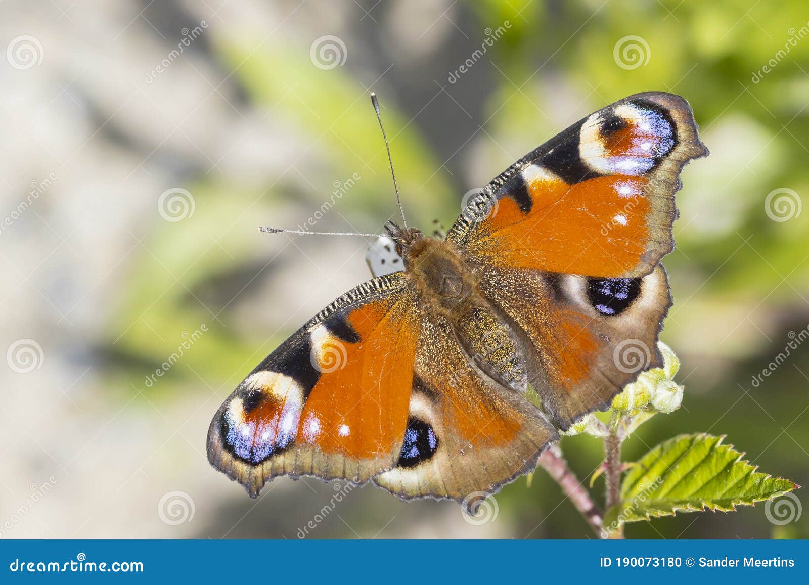 aglais io, peacock butterfly resting