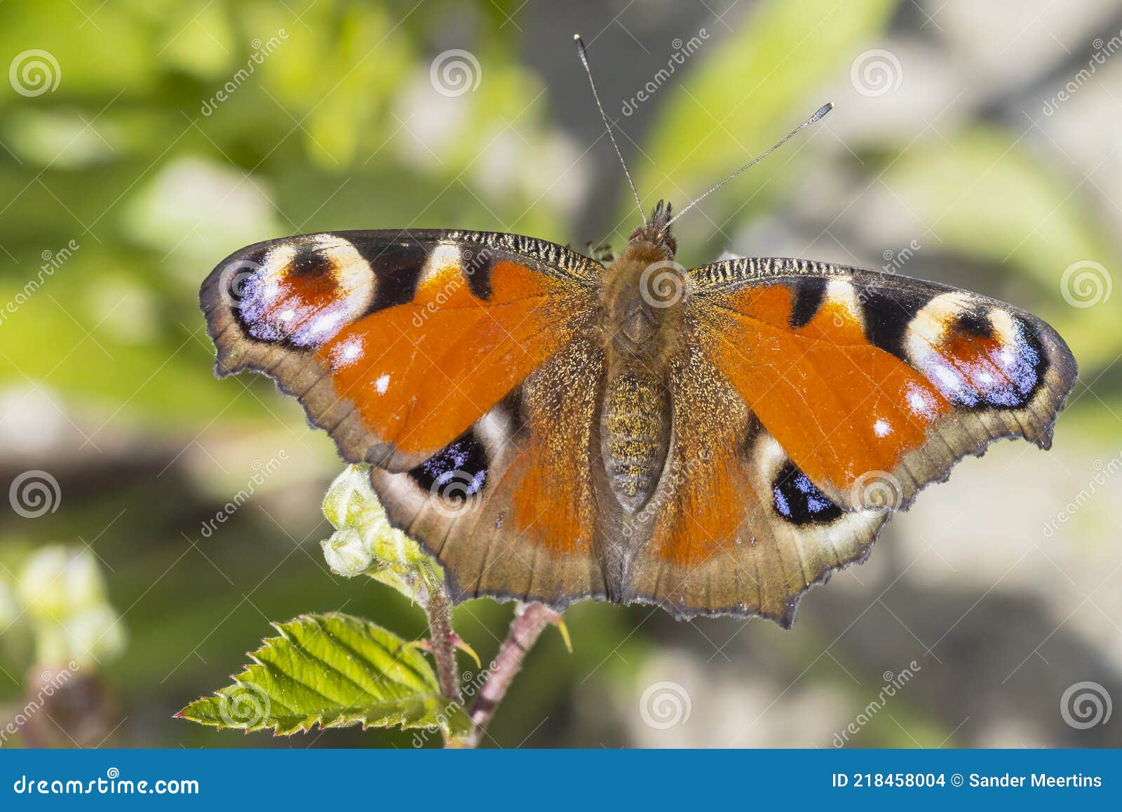 aglais io, peacock butterfly resting