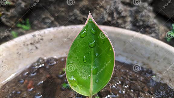 Aglaonema Ist Eine Beliebte Zierpflanze Aus Dem Tarotalasan Stamm Oder