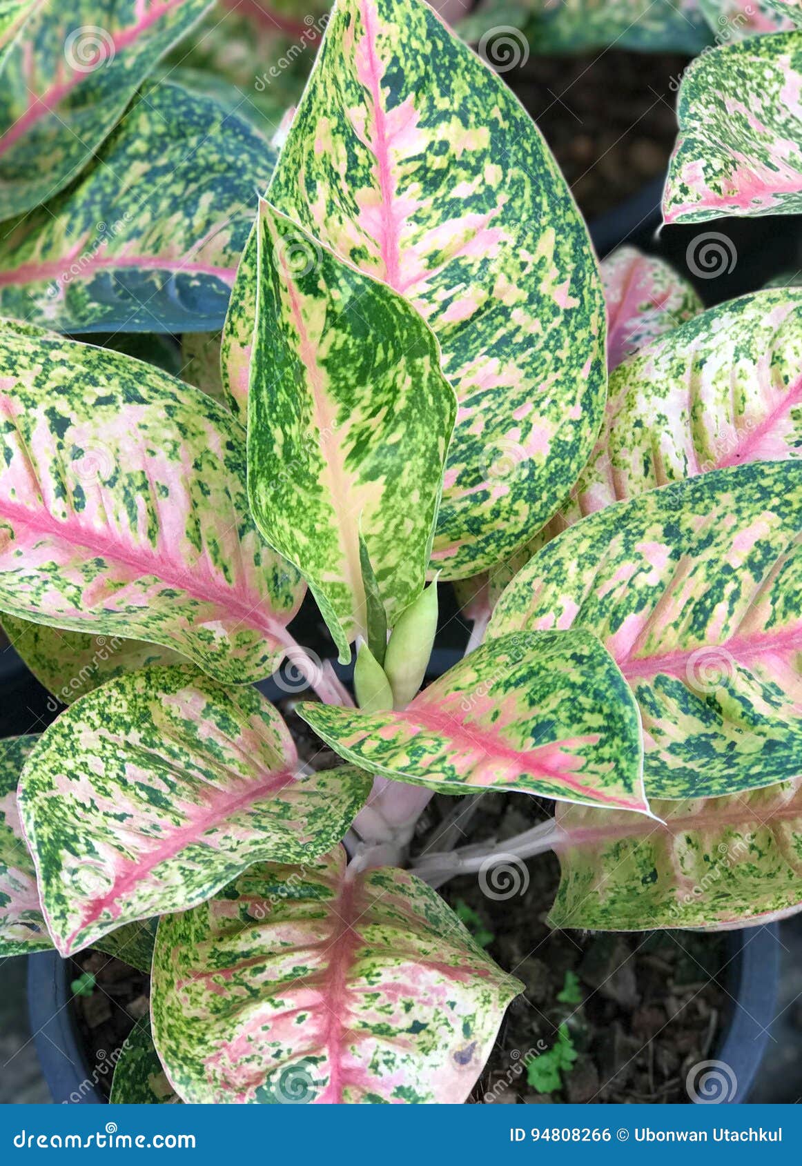 Aglaonema plant background stock photo. Image of decoration - 94808266