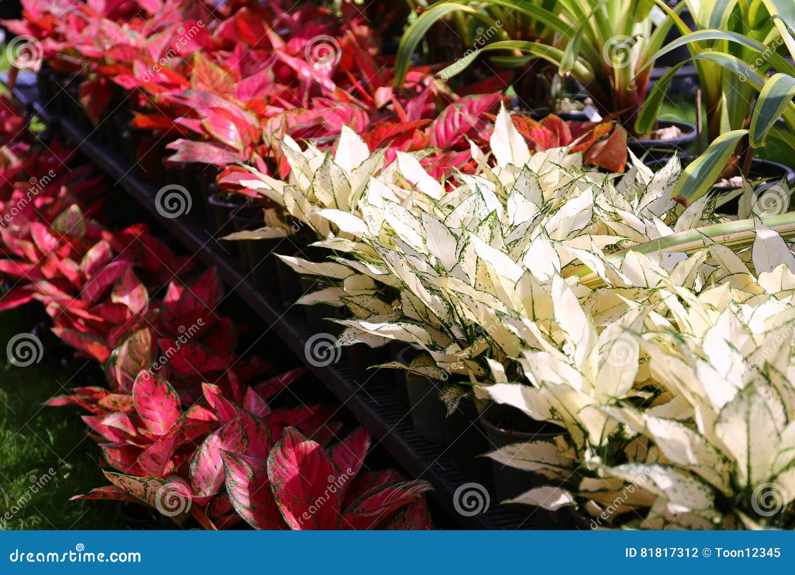 Aglaonema Plant Chinese Evergreen Stock Photo Image: 81817312 Aglaonema Plant Chinese Evergreen Stock Photo Image: 81817312