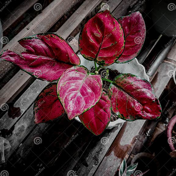 Aglaonema Red Anjamani Ist Eine Beliebte Zierpflanze Aus Dem Tarostamm