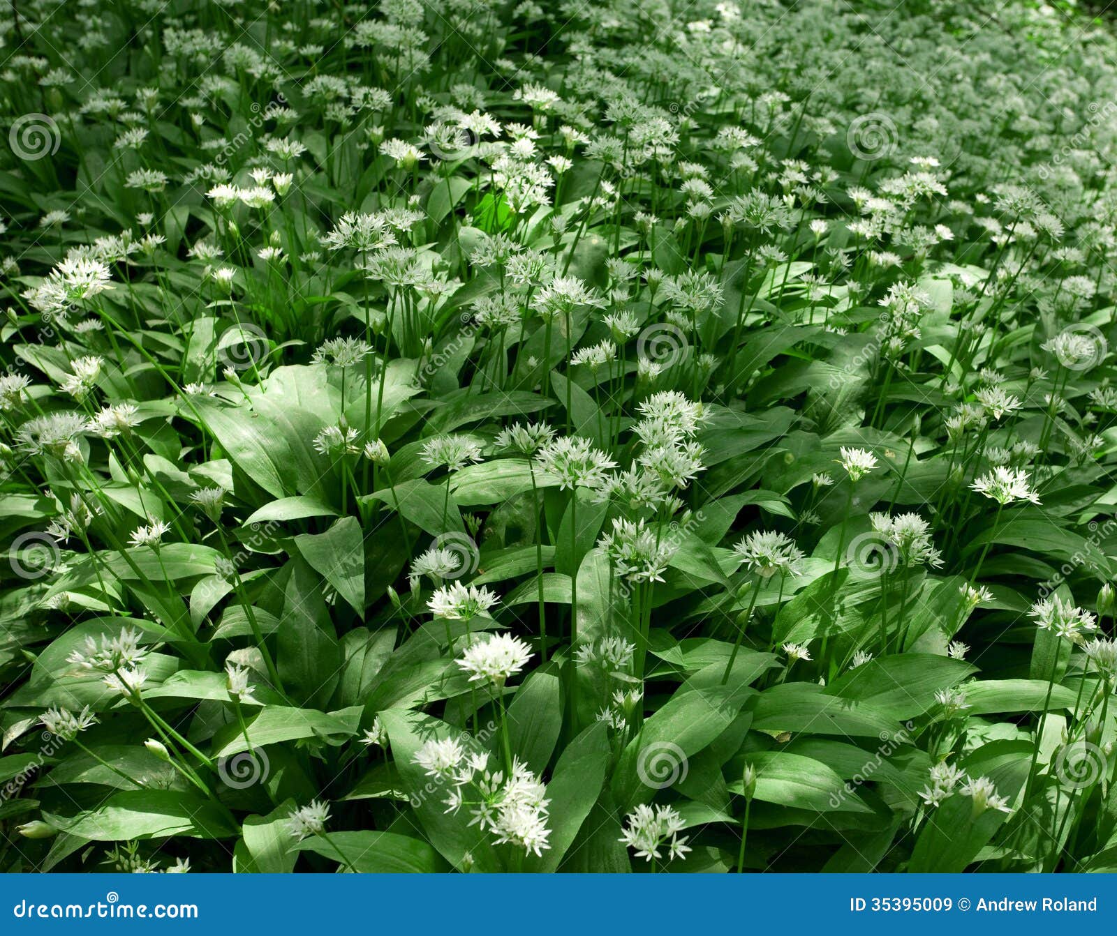 Semi Di Aglio Orsino Biologico - Circa 100 Semi, Per Giardino E Bosco - Foto 13
