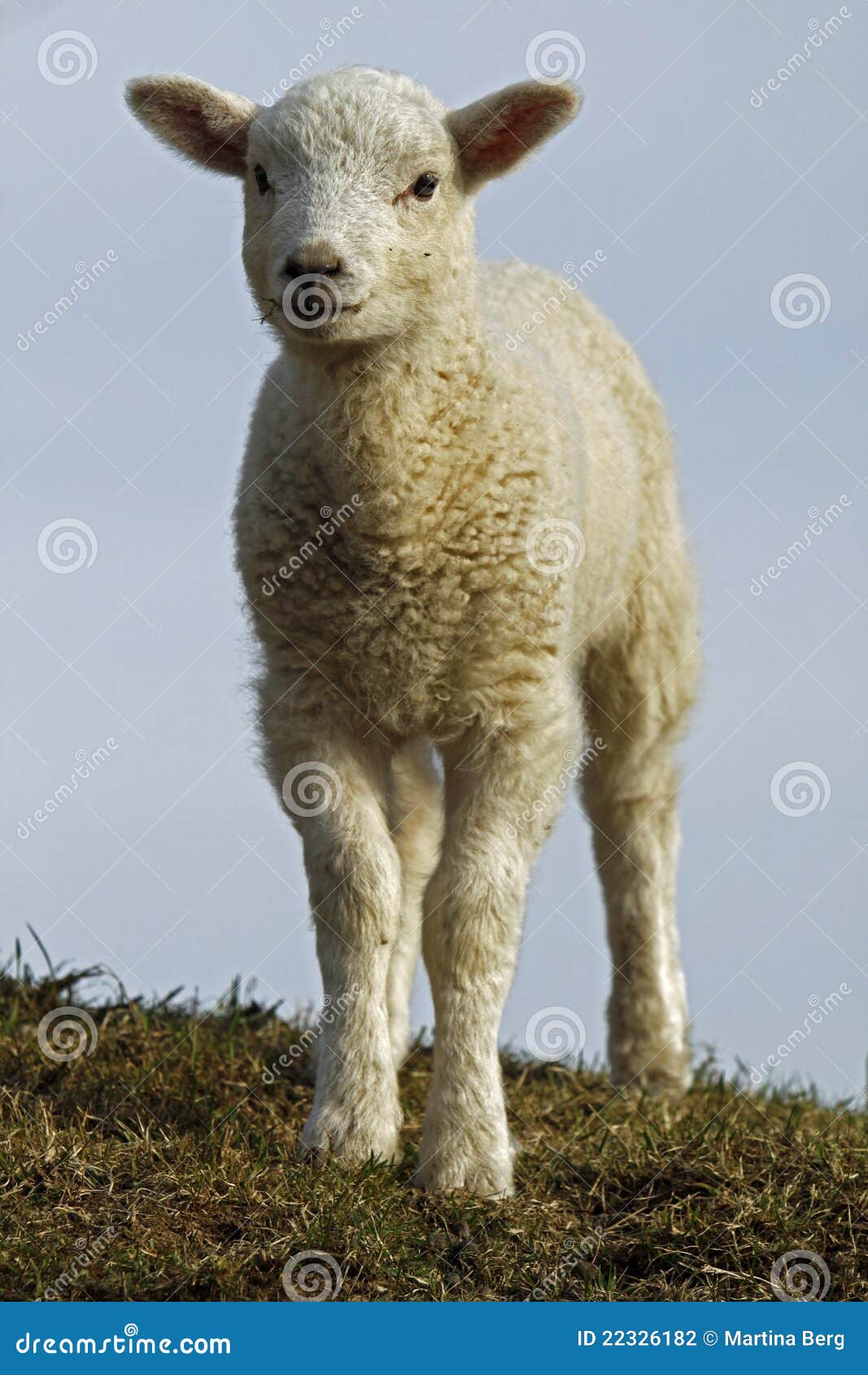 Agnello fotografia stock. Immagine di bestiami, bianco 22326182