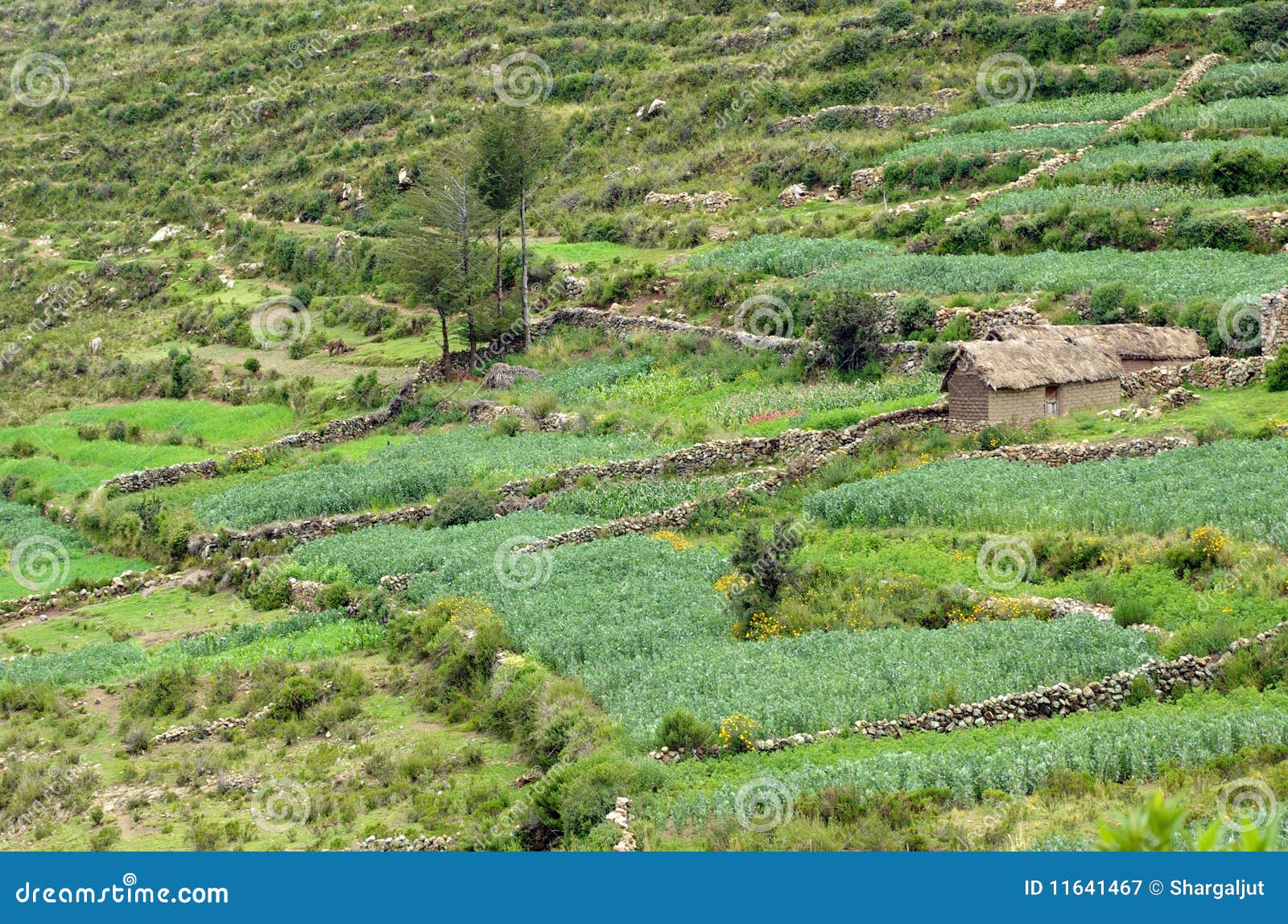 Agricol land in Bolivia stock image. Image of life, exploration 11641467