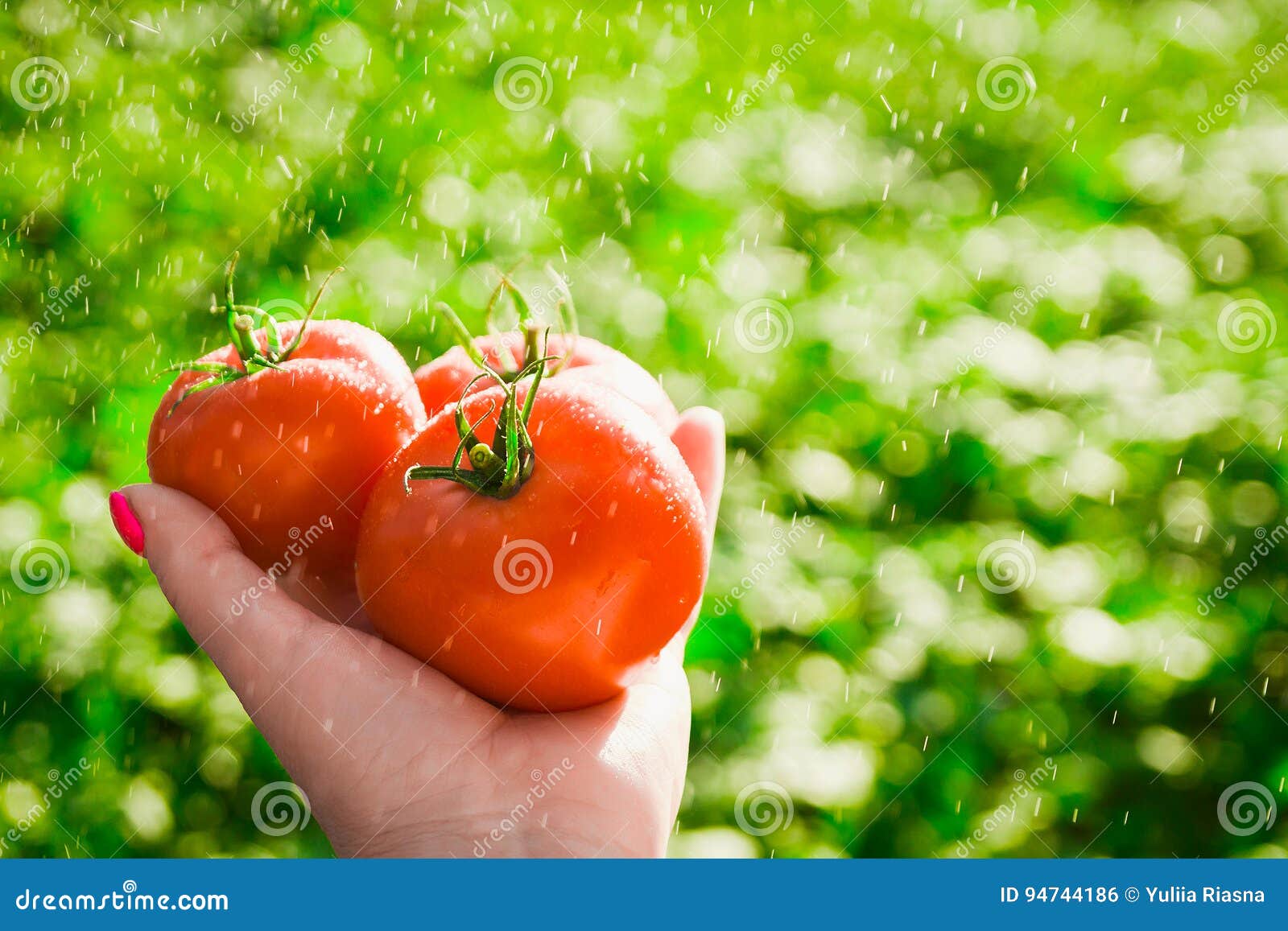 Agricoltore che tiene i pomodori freschi Pomodori della tenuta nelle mani sotto le gocce di pioggia. Agricoltore che tiene i pomodori freschi Alimento, verdure, agricoltura Pomodori della tenuta nelle mani sotto le gocce di pioggia
