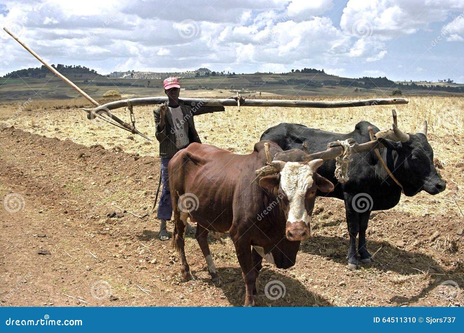Agricoltore Con I Buoi E L'aratro Sulla Strada Alle Terre Coltivabili  Immagine Editoriale - Immagine di cumulo, africa: 64511310