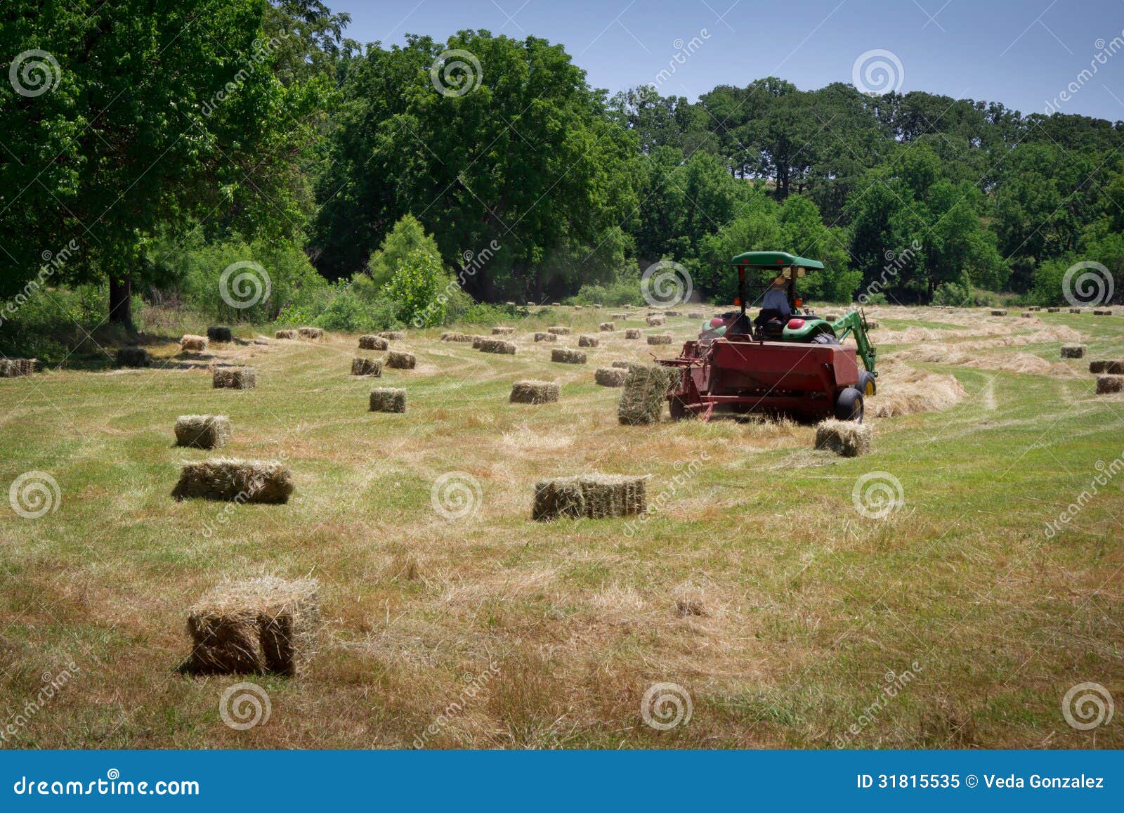 Agricoltore Haying Field immagine stock. Immagine di fienagione - 31815535