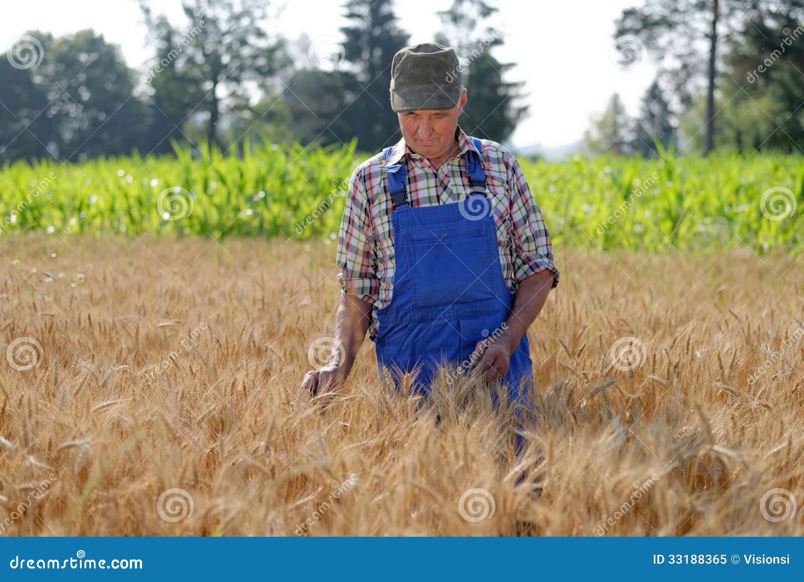 Agricoltore organico che sta in un giacimento di grano. Esaminando il modello del raccolto è una manodopera agricola reale.