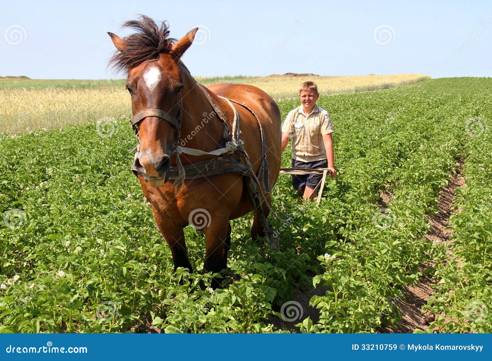 Agricoltura. TAGACHYN, UCRAINA - 22 agosto - un ragazzo non identificato che ara patata con un cavallo in Tagachyn il 22 agosto 2013.