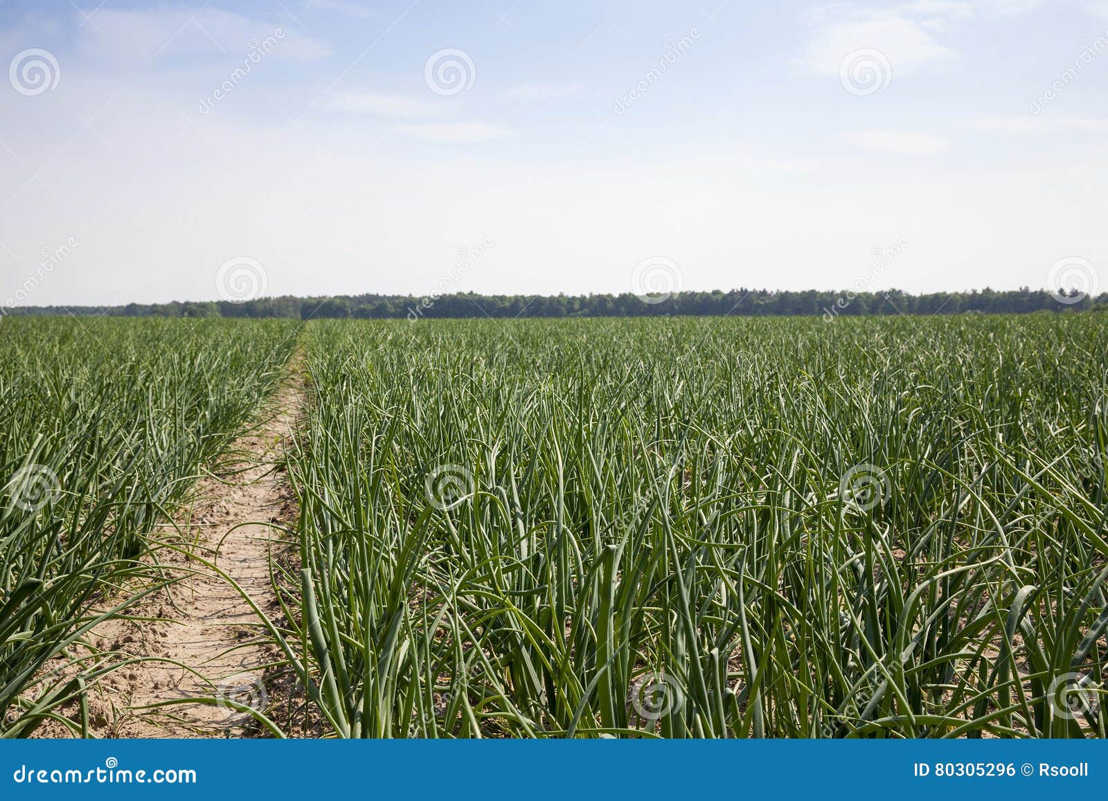 Agricoltura della foto, Europa. Foto fatta all'azienda agricola agricola per la produzione dei prodotti agricoli