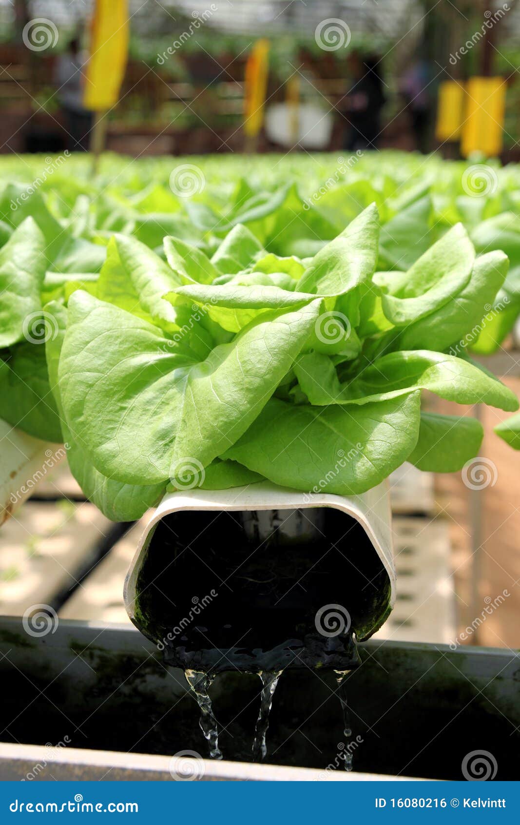 Agricoltura - Pianta Idroponica Fotografia Stock - Immagine di sviluppo
