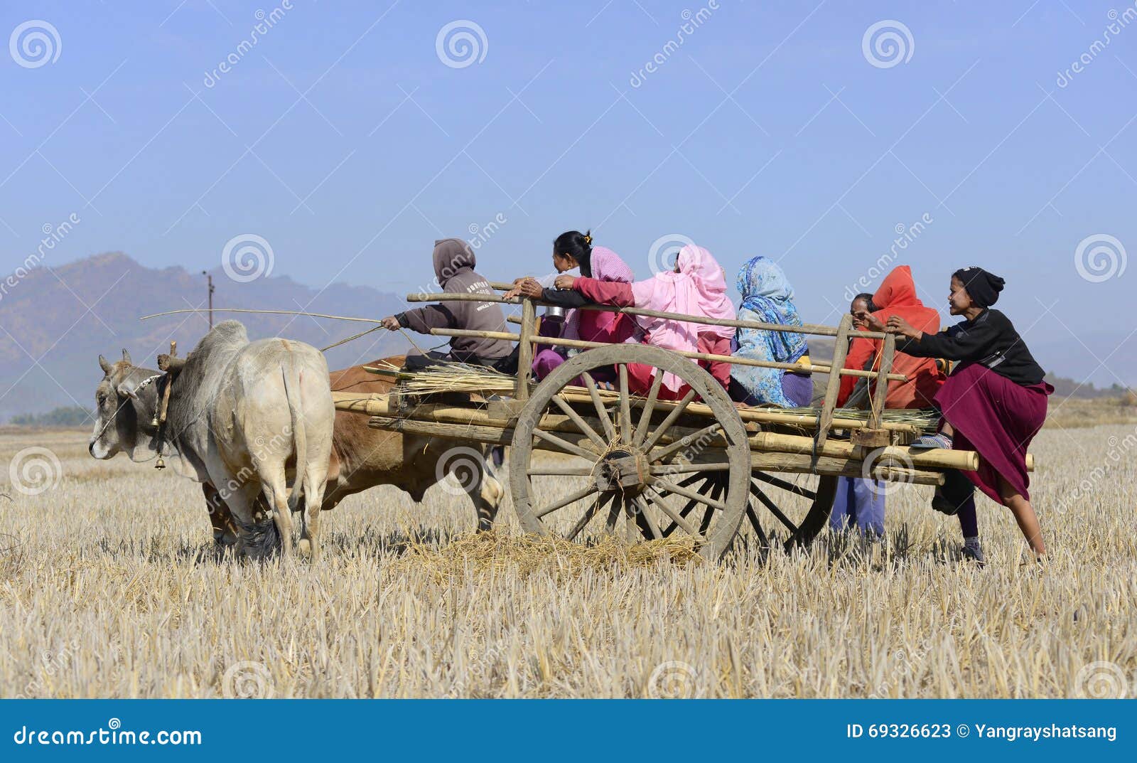 Agriculteurs sur le chariot de boeuf dans la rizière. Les agriculteurs sur le chariot de boeuf sur le chemin de rassembler le foin pour des bétail signalent la récolte de paddy dans l'Inde d'Imphal Manipur