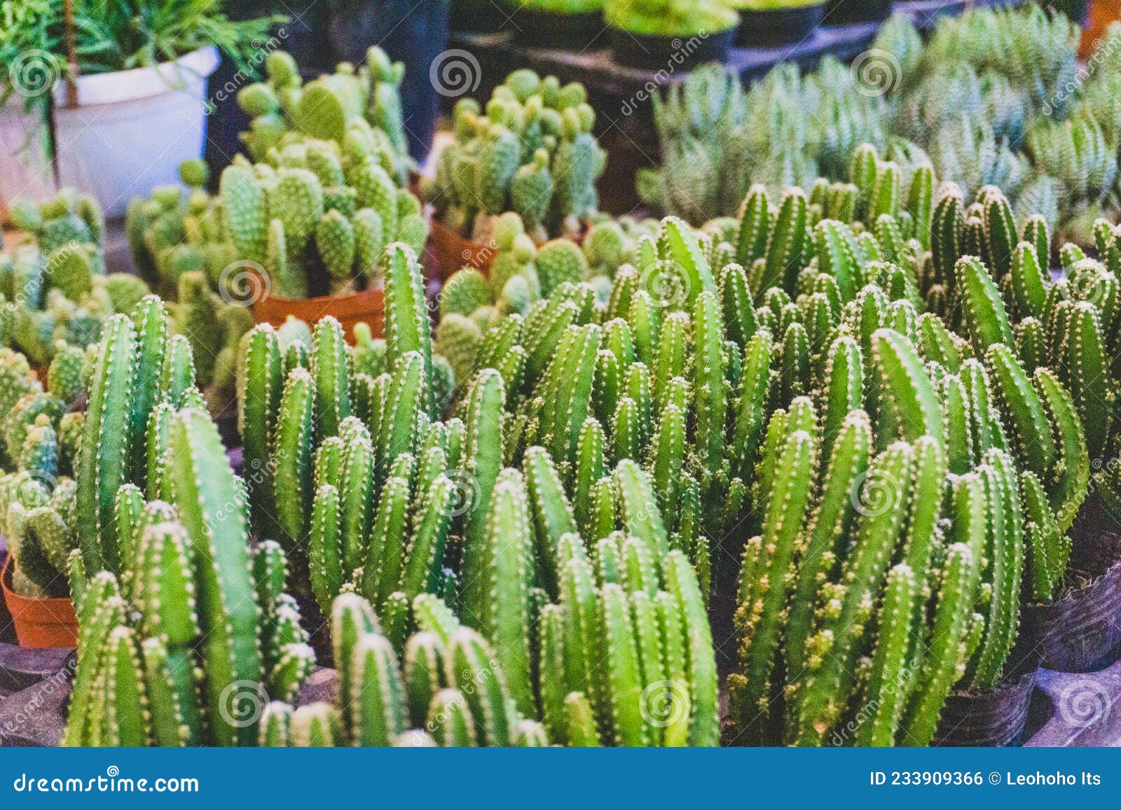 Agricultura Asia Fundo Linda Botânica Cactos Cactos Padrão Cactos Cactus  Floresce Decoração De Flores De Cacto Foto de Stock - Imagem de grupo,  botânica: 233909366